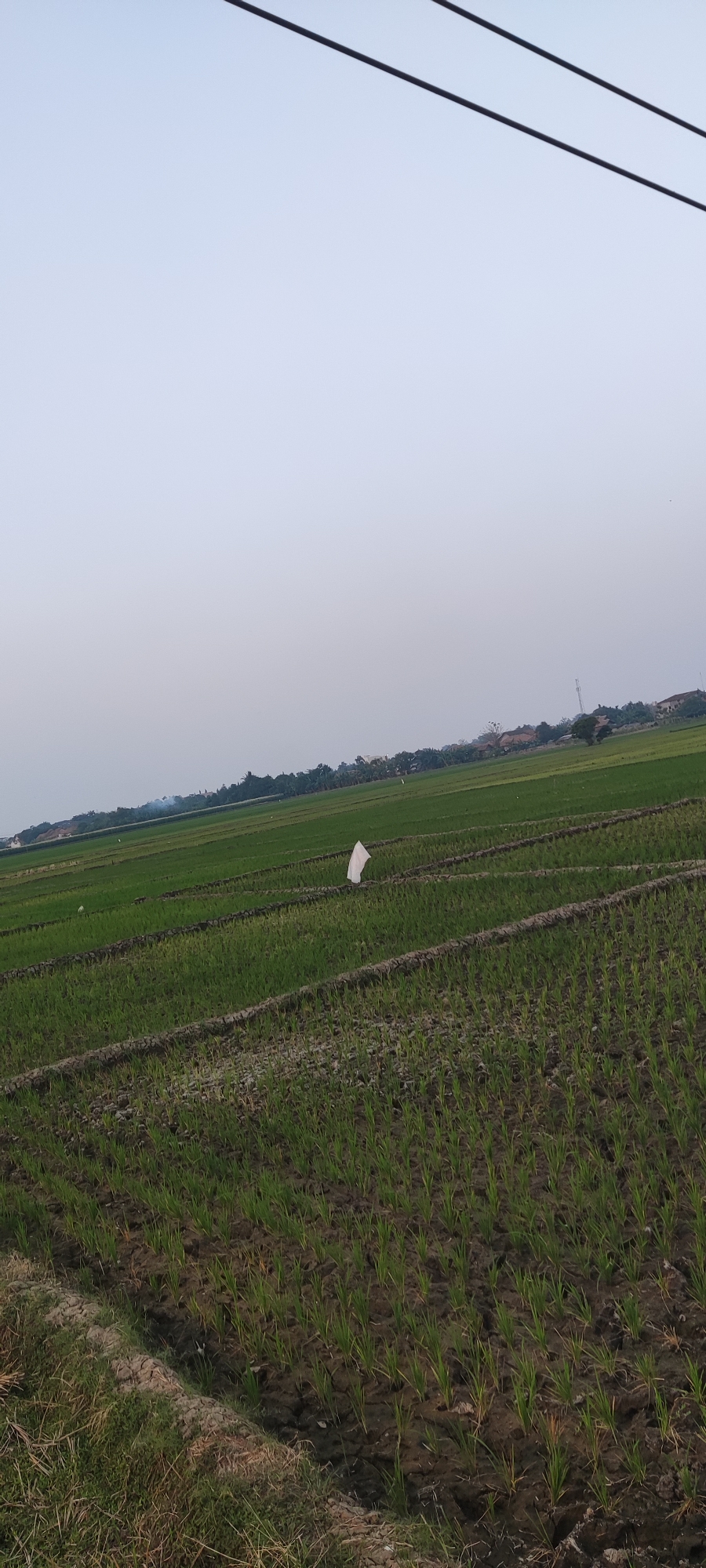An image taken in Pakusamben, Indonesia shows a vast expanse of rice paddies under a clear, pale sky. Two dark, horizontal lines, likely power lines, are visible in the upper portion of the frame. The foreground is dominated by rows of young, green rice shoots planted in dark, damp soil. Some dry grass and dirt are visible at the very bottom edge. In the mid-ground, a white flag or piece of fabric is planted upright in the paddy. Beyond this, the rice fields stretch out, appearing more mature and a deeper green. In the distance, a line of trees and buildings suggests a village or town, with a few structures visible including what appears to be a communications tower. The overall scene depicts a rural agricultural landscape in Indonesia.