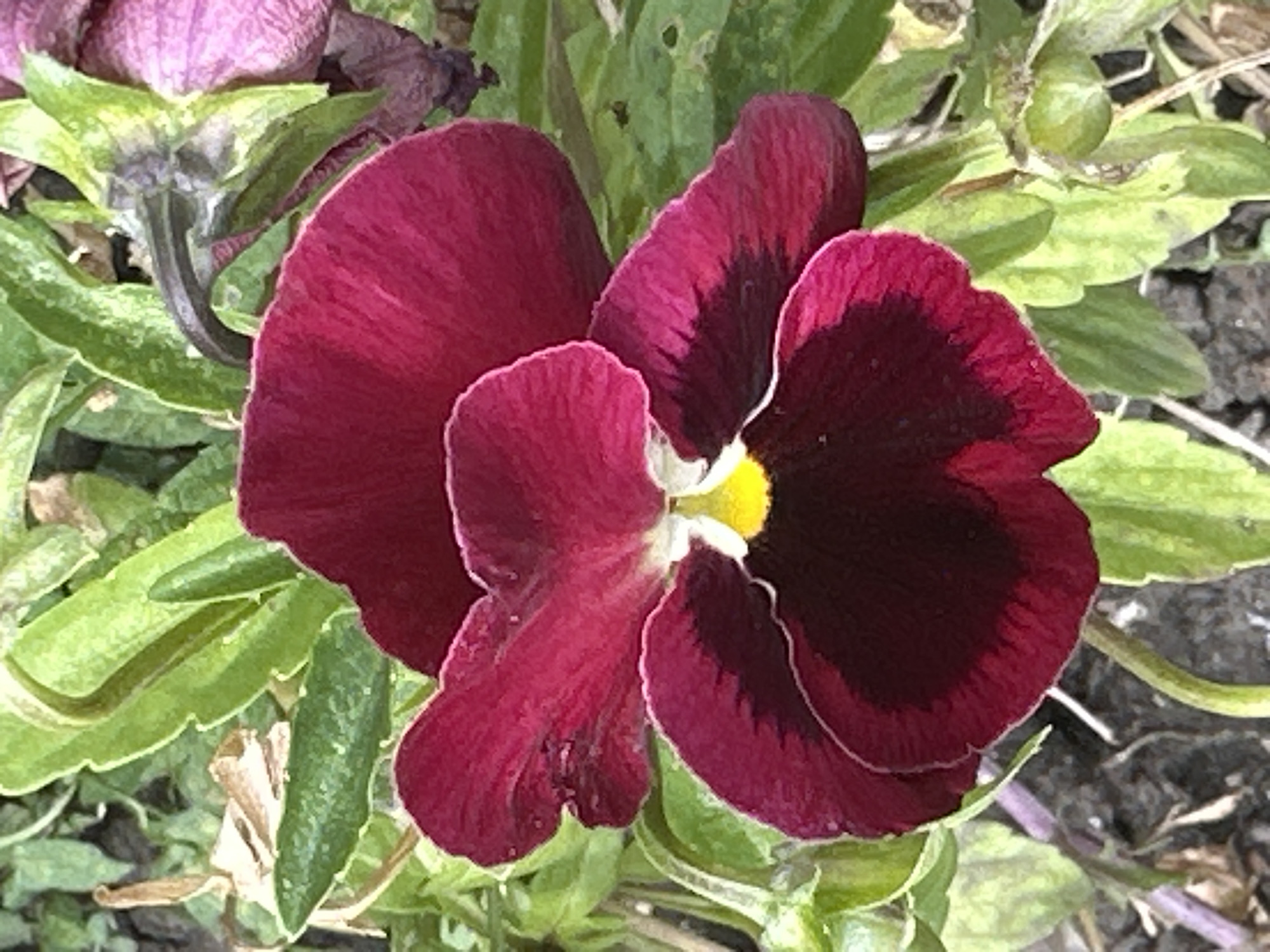 A close-up, overhead shot captures a dark maroon pansy with a bright yellow center, its petals slightly ruffled and velvety. The flower is surrounded by green foliage and other unfocused flowers, some appearing to be a faded purple. The background is a soft blur of green leaves and brown soil, suggesting a garden setting. The image is an outdoor shot taken during daylight hours. There is no indication of Podolsk, Russia, or any specific city.