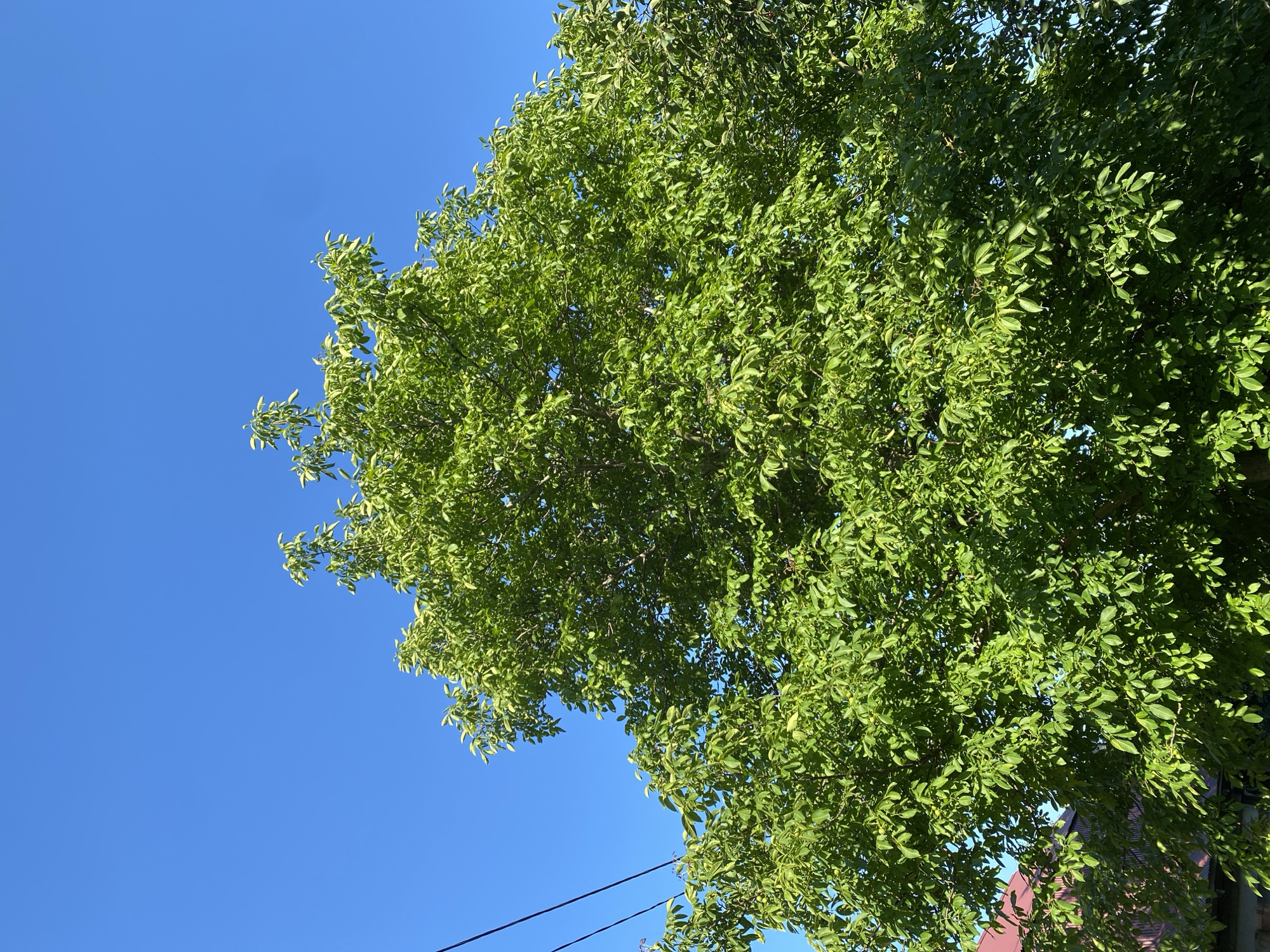 The media file displays a lush, green tree against a bright blue sky. The perspective is from below, looking upwards into the dense foliage of the tree. Sunlight filters through the leaves, creating a dappled effect. A few power lines are visible against the sky, running horizontally across the lower portion of the frame. The leaves appear healthy and vibrant, suggesting a warm and clear day. The overall impression is one of natural beauty and a serene outdoor setting. There is no visible text in the image.
