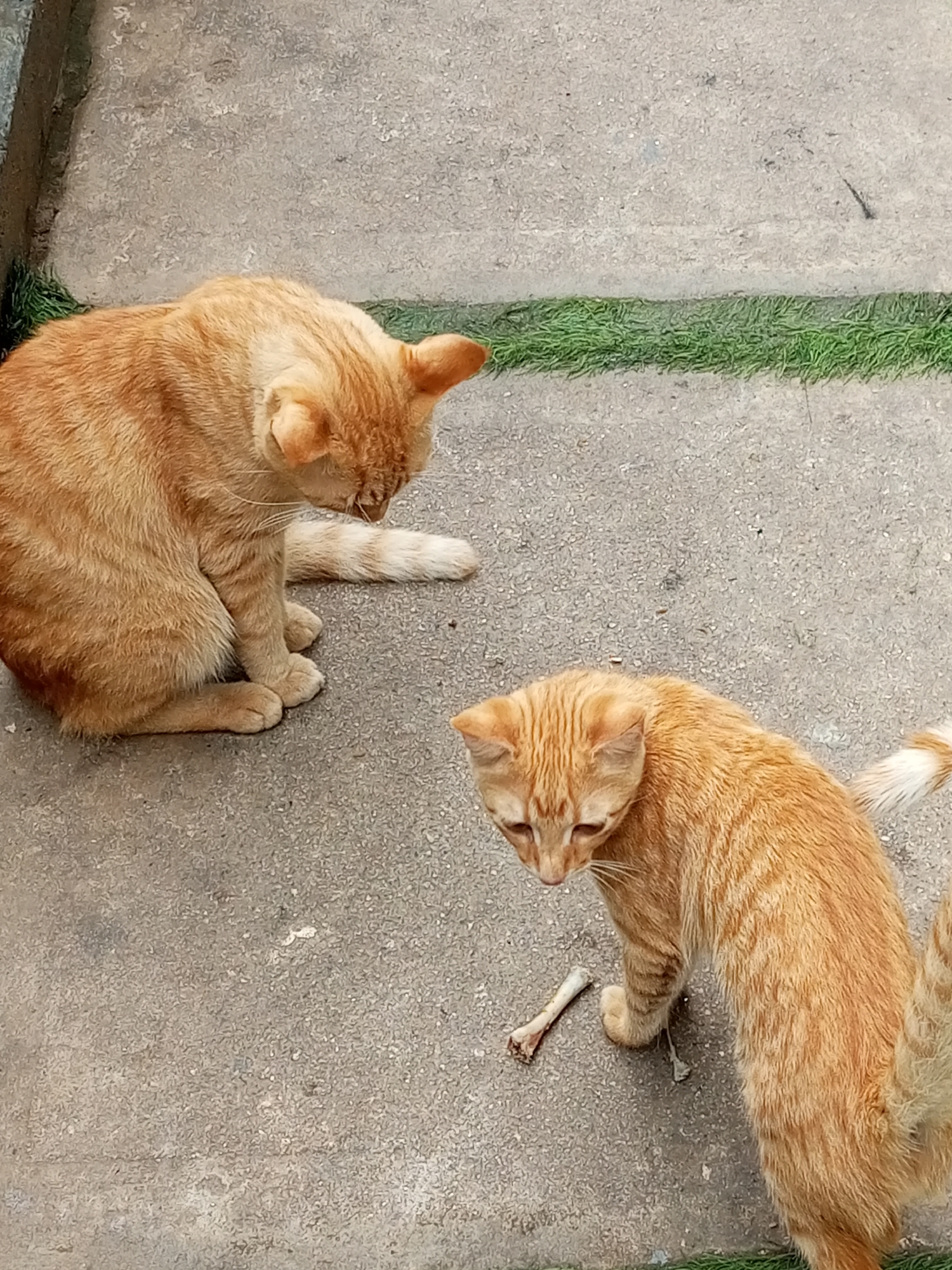 In Gwarinpa, Nigeria, two ginger cats are observed on a concrete surface. One cat is seated on the left, facing downwards with its head bent. The second cat is standing on the right, also looking downwards. Between the cats, on the concrete, lies a small bone. The ground has a strip of green artificial grass running horizontally across it, dividing the concrete area. The image is taken from a top-down perspective.