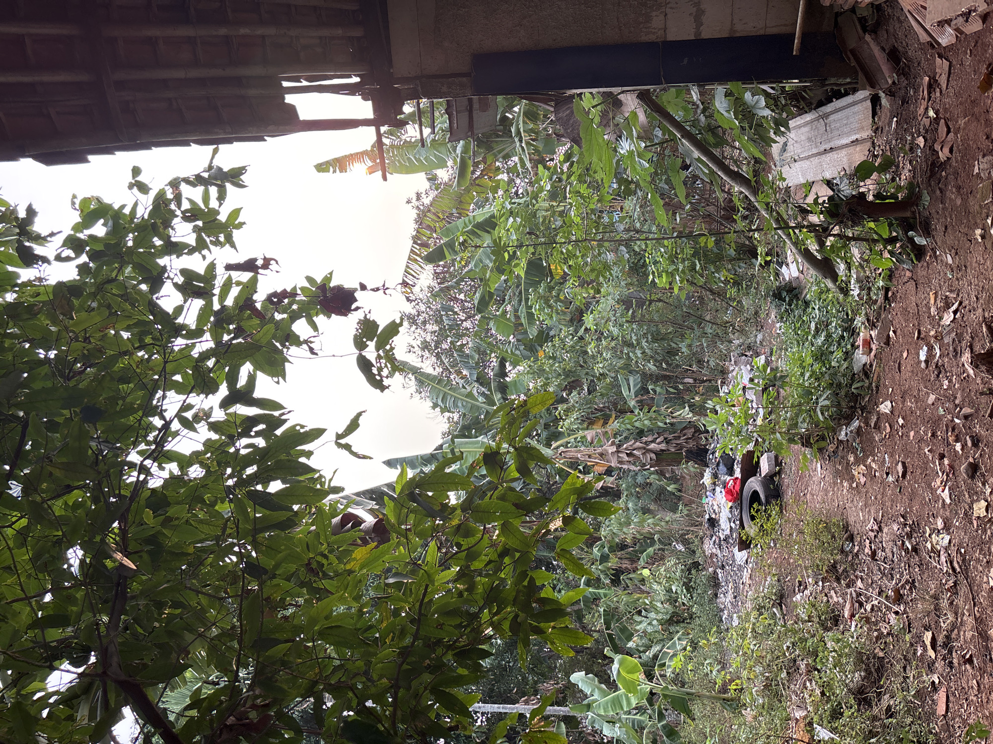The image shows an outdoor scene with overgrown vegetation and debris in Taman Rahayu, Indonesia. In the foreground, a dirt path winds through dry leaves and scattered trash. To the right, a portion of a building with a tiled roof is visible, with construction materials like broken tiles and corrugated metal sheets leaning against it. A large tree with green leaves extends into the frame from the left, partially obscuring the sky. In the mid-ground, there is a pile of garbage, including a black tire with a red object on top, and further back, more lush green foliage, including banana trees, dominates the landscape. The overall impression is one of neglect and untidiness in a tropical environment.