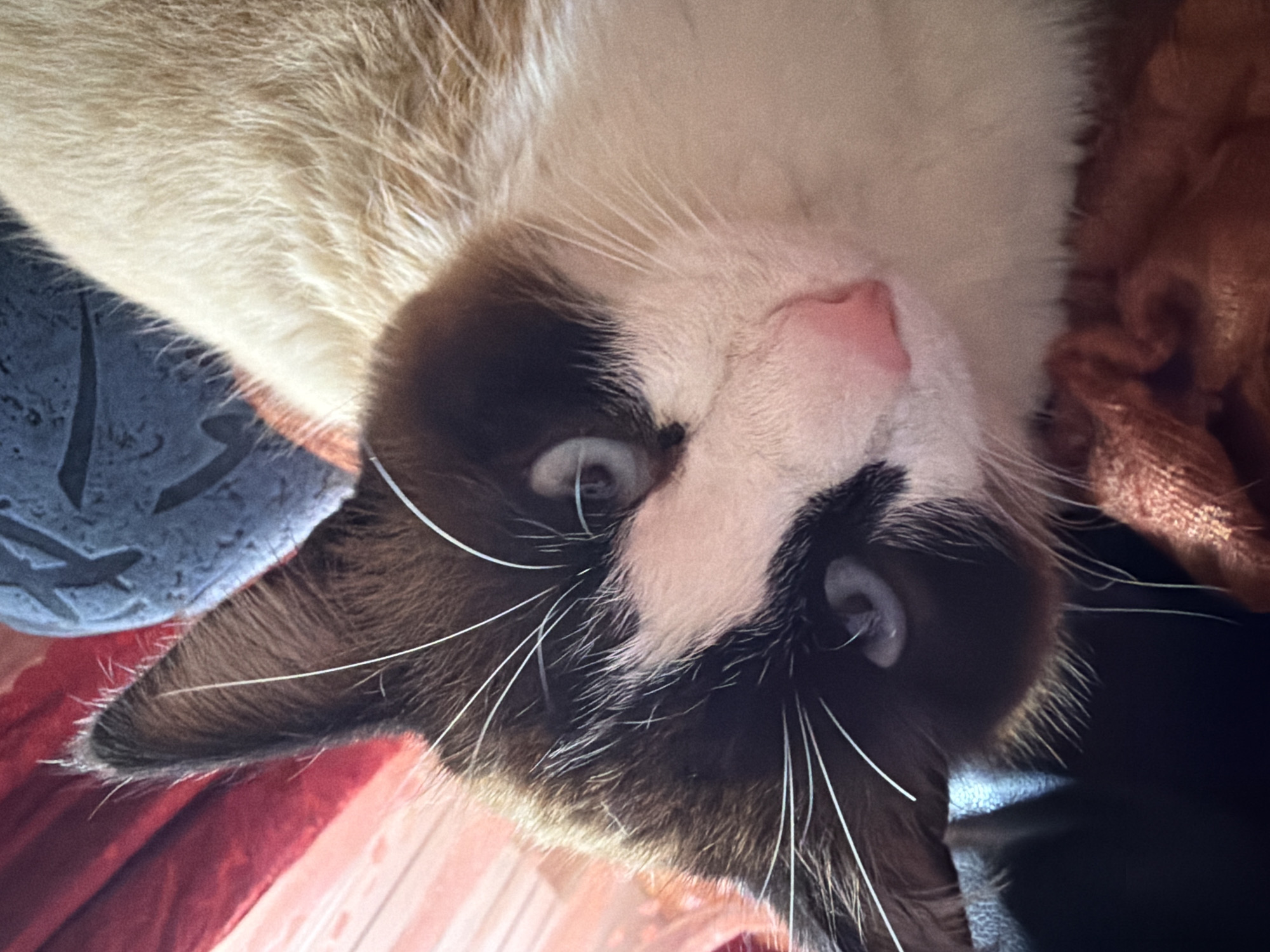 The image shows a close-up view of a cat's face, oriented upside down. The cat has a colorpoint pattern, with dark brown fur on its ears and around its eyes, and white fur on its muzzle and body. Its eyes are light blue. White whiskers extend from its face. The background is blurred and consists of various colors and textures, including red, brown, and blue, suggesting different surfaces or objects. There is no indication of Чумна, Russia, or any urban environment.