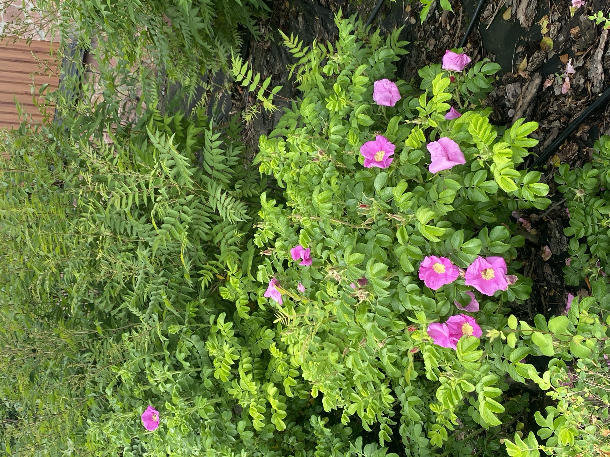 The image depicts a cluster of vibrant pink roses blooming amidst lush green foliage. The roses are in various stages of bloom, with some fully open and others still in bud. The background consists of a dense green bush and a wooden fence. The scene is set outdoors, suggesting a garden or natural environment. The lighting indicates it is daytime, likely with overcast conditions as there are no harsh shadows. The overall impression is one of natural beauty and growth. This scene is located in the city of Rozhny, Ukraine.