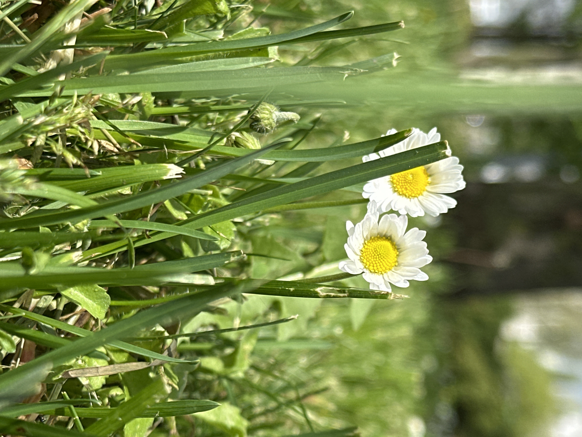The image shows a close-up of daisies and grass. The daisies are white with yellow centers. The grass is green and interspersed with the daisies. The background is blurred, appearing as a green space possibly within the city of Stavropol, Russia. The photo focuses primarily on the flora, suggesting a natural or landscaped area. No people, actions, or interactions are visible.