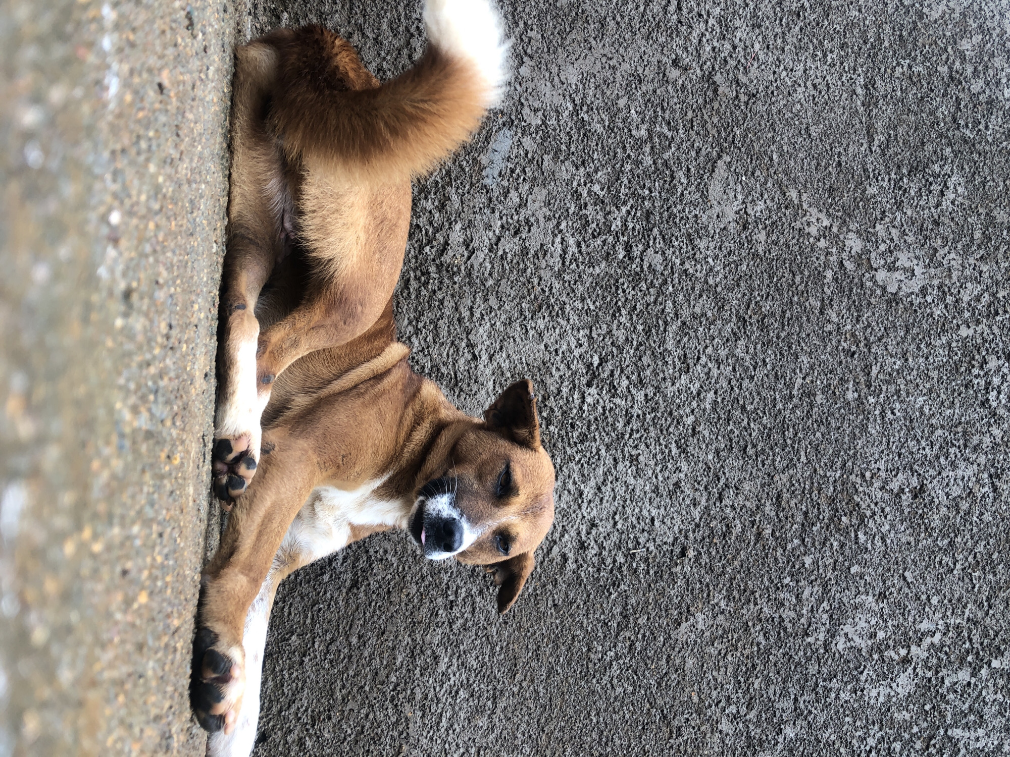 A medium-sized brown dog with white markings is lying down on a rough concrete surface in front of a dark gray, textured wall. The dog is resting on its side, with its front paws extended and its hind legs tucked underneath. Its tail, which is fluffy and white at the tip, is held up and curved. The dog's head is turned towards the camera, and it appears to be panting with its tongue slightly sticking out. The wall behind the dog has a rough, uneven texture, suggesting it is made of concrete or stucco. The ground is a light gray concrete with visible pebbles and some damp patches. The lighting suggests an overcast day. The location is in Jos, Nigeria.
