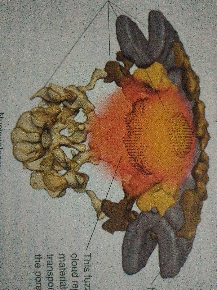 The image depicts a nuclear pore complex. The structure is composed of a large protein assembly. A fuzzy orange cloud is noted within the central channel, representing the material being transported through the pore. The nucleoplasm is visible on one side, while the outer structures form the pore itself. The image likely represents a three-dimensional model of the complex, perhaps generated from microscopy data.