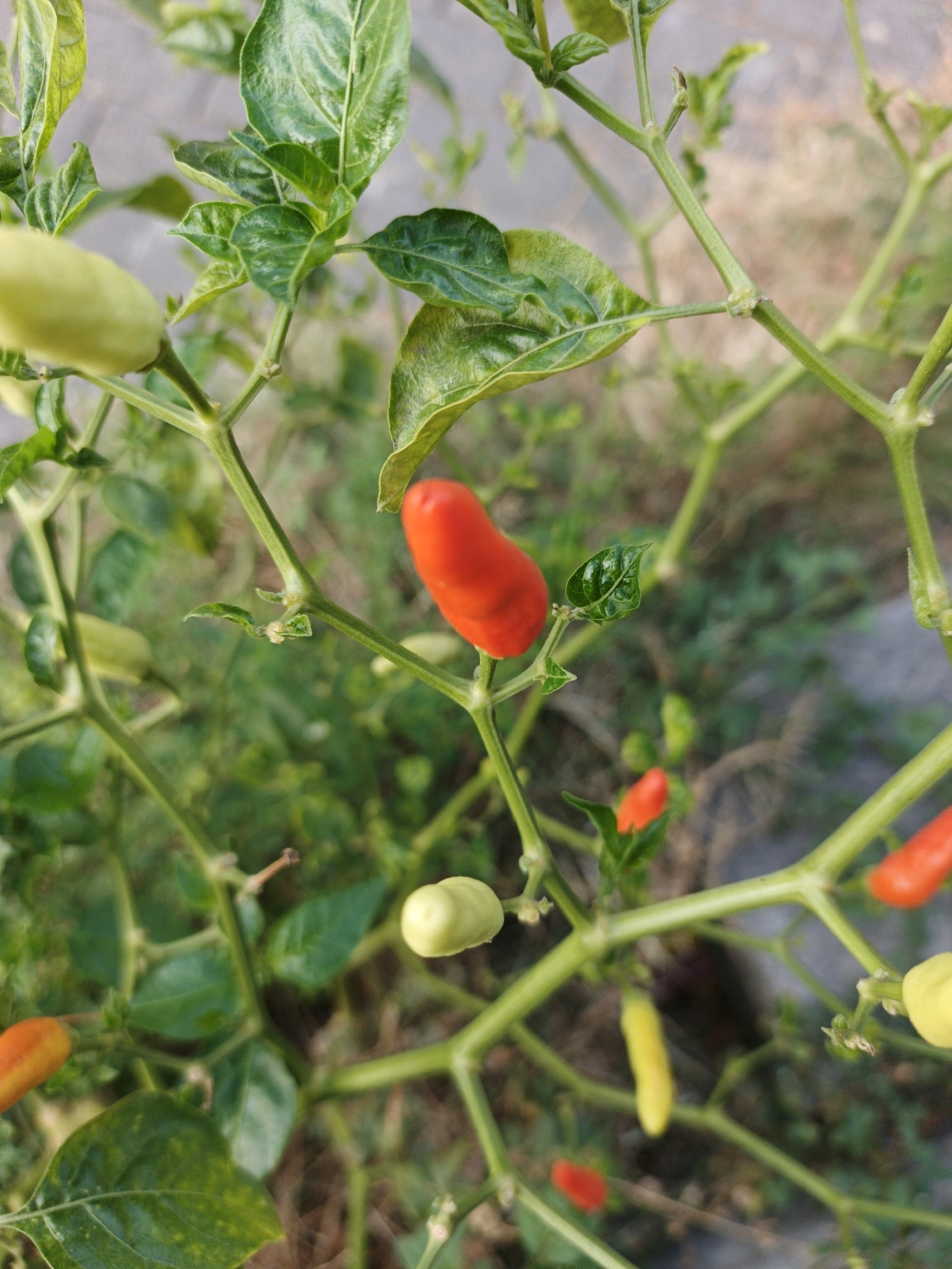 In Ketegan, Indonesia, a close-up, eye-level, vertical, outdoor photograph captures a chili pepper plant bearing fruits in various stages of ripeness. The plant exhibits green leaves and light green stems. Several chili peppers are visible: one prominent bright red pepper is centrally located, a small red pepper is situated below and to the left of the center, and another small red pepper is at the top right. Light green peppers are present on the left side of the image, and a yellowish pepper is seen towards the bottom. The background consists of out-of-focus foliage and soil, suggesting a garden or natural setting. The lighting appears to be natural daylight, casting soft shadows.