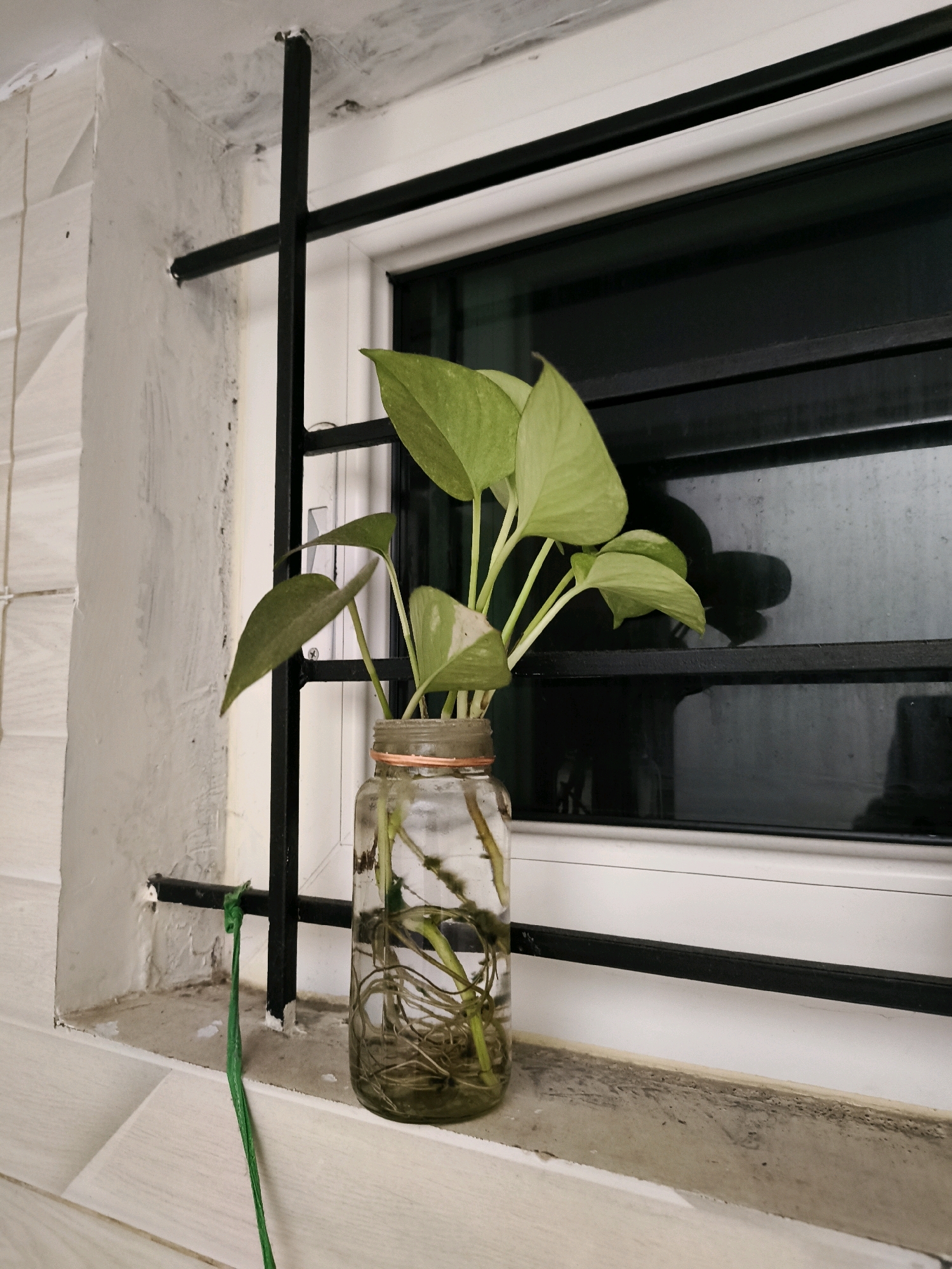 A potted plant sits on a windowsill. The plant, a Pothos with green and white variegated leaves, is in a clear glass jar filled with water. The jar has a copper-colored lid. The windowsill is made of concrete and has some dirt and debris on it. A black metal grate is in front of the window. The window has black horizontal bars and reflective glass. A green string is tied to one of the grate's bars and hangs down the side of the windowsill. The wall to the left of the windowsill is white with a textured pattern.