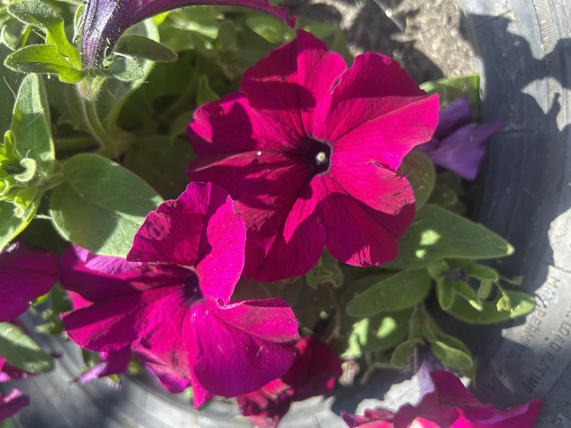A close-up, high-angle, outdoor shot focuses on a cluster of vibrant magenta petunias. The flowers, in various stages of bloom, fill the frame, with their velvety petals catching the sunlight. Green foliage, appearing slightly fuzzy, provides a lush backdrop to the blossoms. A hint of purple, likely from another flower, peeks out from the lower right of the image. The flowers are planted in what appears to be a dark, textured container, possibly a repurposed tire, as evidenced by the visible lettering on its surface which reads "MAX. LOAD RATING". The background is softly blurred, suggesting a natural setting bathed in sunlight, possibly in a garden or park in Bila Tserkva, Ukraine. No people or animals are visible in the scene.