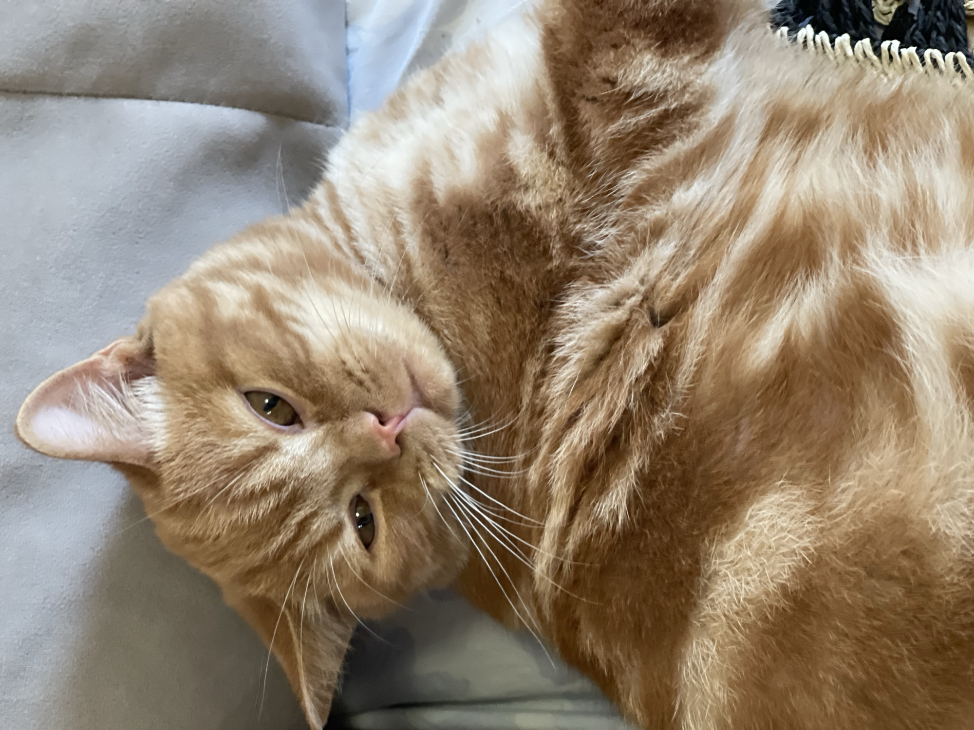 An orange tabby cat lies on a soft surface, possibly a couch or bed. The cat is mostly facing the viewer, with its head tilted slightly to the left. Its fur is a mix of orange and lighter beige stripes. The cat has large, expressive eyes that are a golden-brown color. Its whiskers are prominent and white. The background appears to be a textured, light gray surface. The image is a close-up shot, focusing on the cat's face and upper body. There is no information available about its location in Kommunarka, Russia.