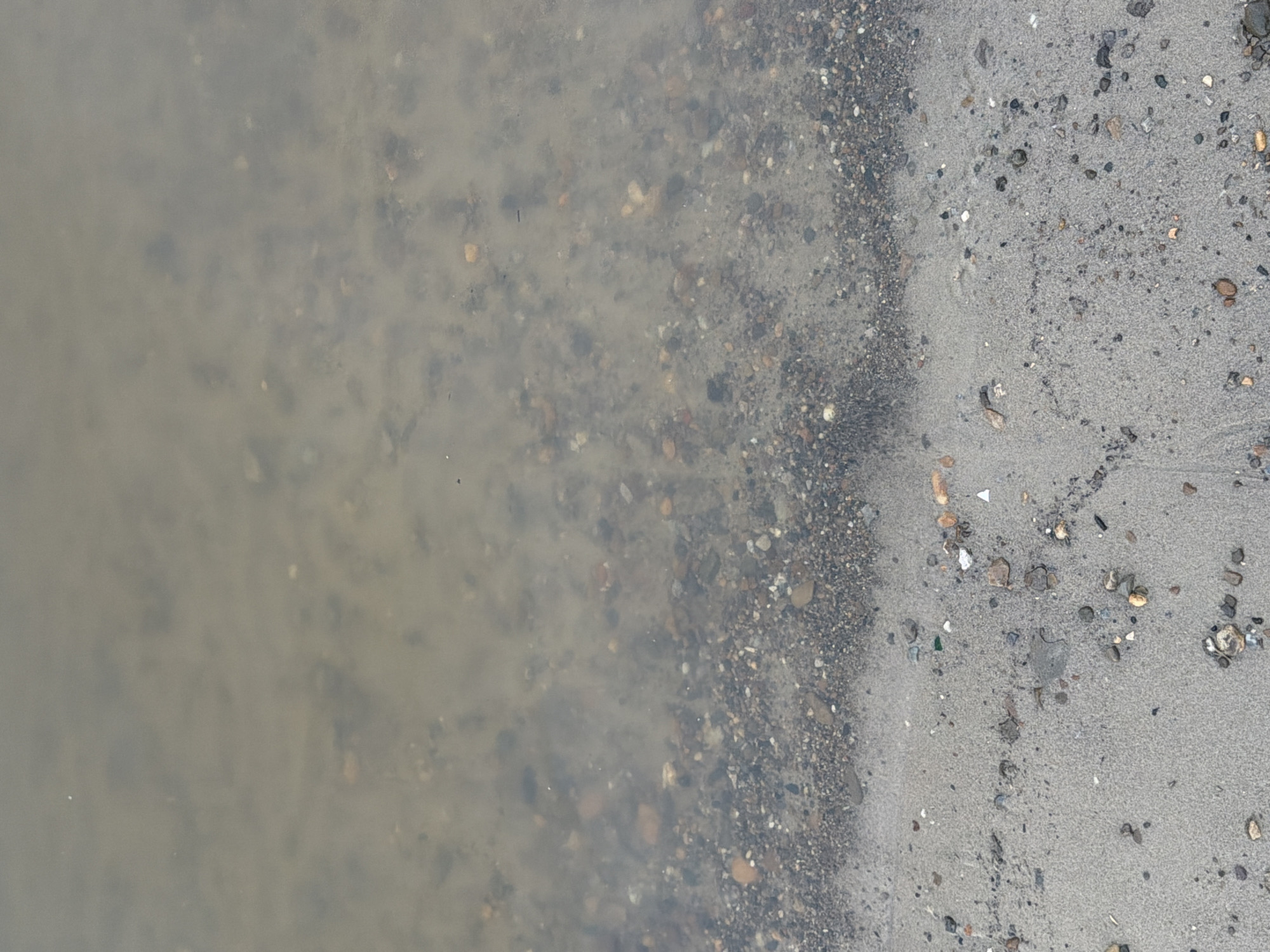 The image shows a shallow body of murky water over a sandy and pebbly shore. The water appears to be a river or lake. The shore is composed of fine sand mixed with various sizes of pebbles and small rocks. The pebbles are a mix of colors, including brown, grey, white, and orange. Some debris, possibly seaweed or plant matter, is visible in the water and on the shore. The overall scene is natural and undeveloped. The location of Tyulkino, Russia, is not evident from the image.