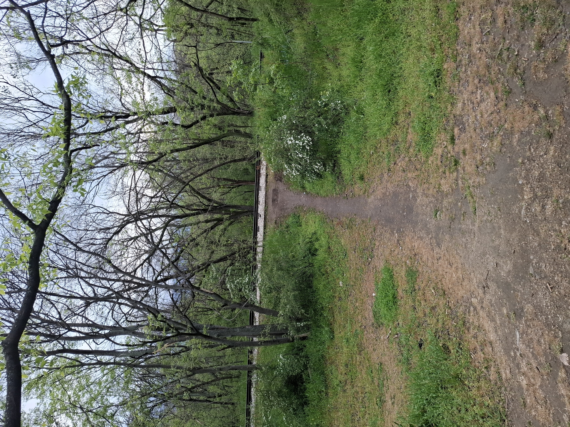This image depicts an outdoor, natural scene, likely in Plovdiv, Bulgaria, characterized by a mix of trees, foliage, and a dirt path alongside railway tracks. The perspective is slightly elevated, looking along a path that leads into the distance.
In the foreground and extending towards the center-right, a well-trodden dirt path or trail is visible. It shows patches of dry earth and some sparse, lighter brown grass. To the path's left, a vibrant strip of green grass thrives, creating a clear contrast in ground cover.
Mid-ground, separating the path from a dense line of trees, are various bushes and shrubbery, some of which are adorned with small white flowers, suggesting the spring season. Behind these shrubs, parallel to the path, are railway tracks with gravel ballast, indicating a rail line.
The left and upper portions of the image are dominated by a dense canopy of trees. Many trees display intricate networks of bare branches against the sky, while others, particularly closer to the viewer, are beginning to bud with fresh, bright green leaves, confirming the early stages of spring. The sky, partially visible through the branches, appears bright, suggesting daytime conditions, possibly overcast or hazy.
There are no people or visible activities taking place in the image. No text is discernible anywhere in the scene.