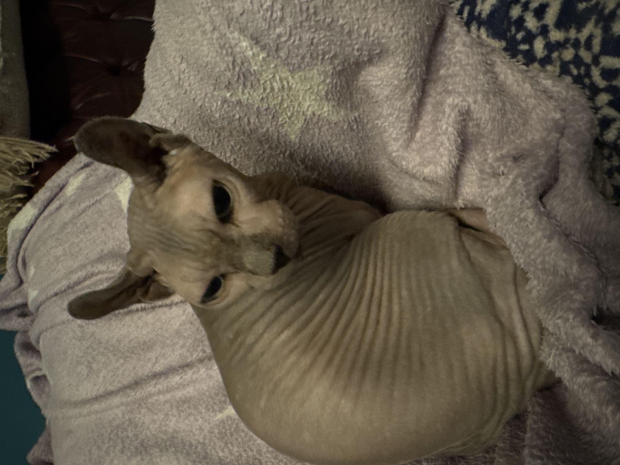 A hairless cat with large ears is curled up on a soft, lavender-colored blanket. The cat is light tan in color and has visible skin wrinkles. Its eyes are dark and open, and it appears to be looking to its left. The blanket is draped over a piece of furniture that appears to be upholstered in a dark color. A patterned blue and white fabric is visible to the right of the cat and blanket. The background is dark and indistinct. The image appears to have been taken indoors in a residential setting. The location is not specified in the image or its metadata.