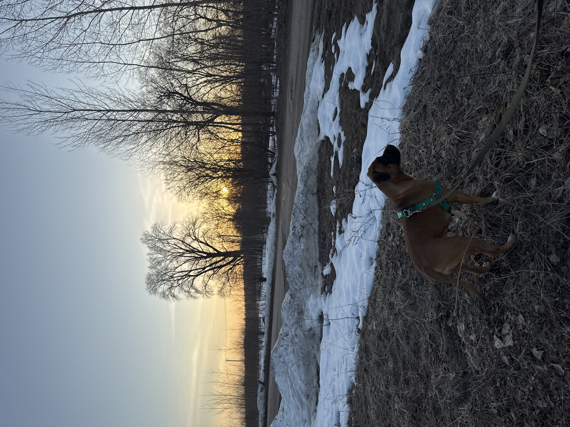 A medium-sized brown dog with a green harness stands on dry grass near a patch of snow. The dog is leashed and appears to be looking up and to the left. Beyond the snow patch, there is a dirt road and a line of trees, some without leaves. The sky is a gradient of light blue to yellow-orange, suggesting sunrise or sunset. The location is likely Chaikovsky, Russia, based on the setting.