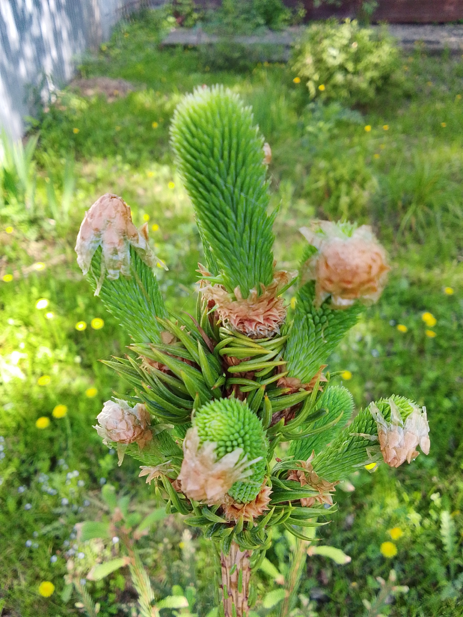 A close-up, eye-level shot captures the top of a young evergreen tree, featuring soft, light green needles forming cone-like buds at the branch tips. Several of these buds are surrounded by light brown, papery remnants. The tree's trunk is visible towards the bottom of the frame, showing a textured, brown bark. The background is a blurred green field interspersed with small yellow and blue wildflowers. A gray fence is visible in the upper left corner. The location appears to be in a garden or natural area near 1-Go Maya, Russia.