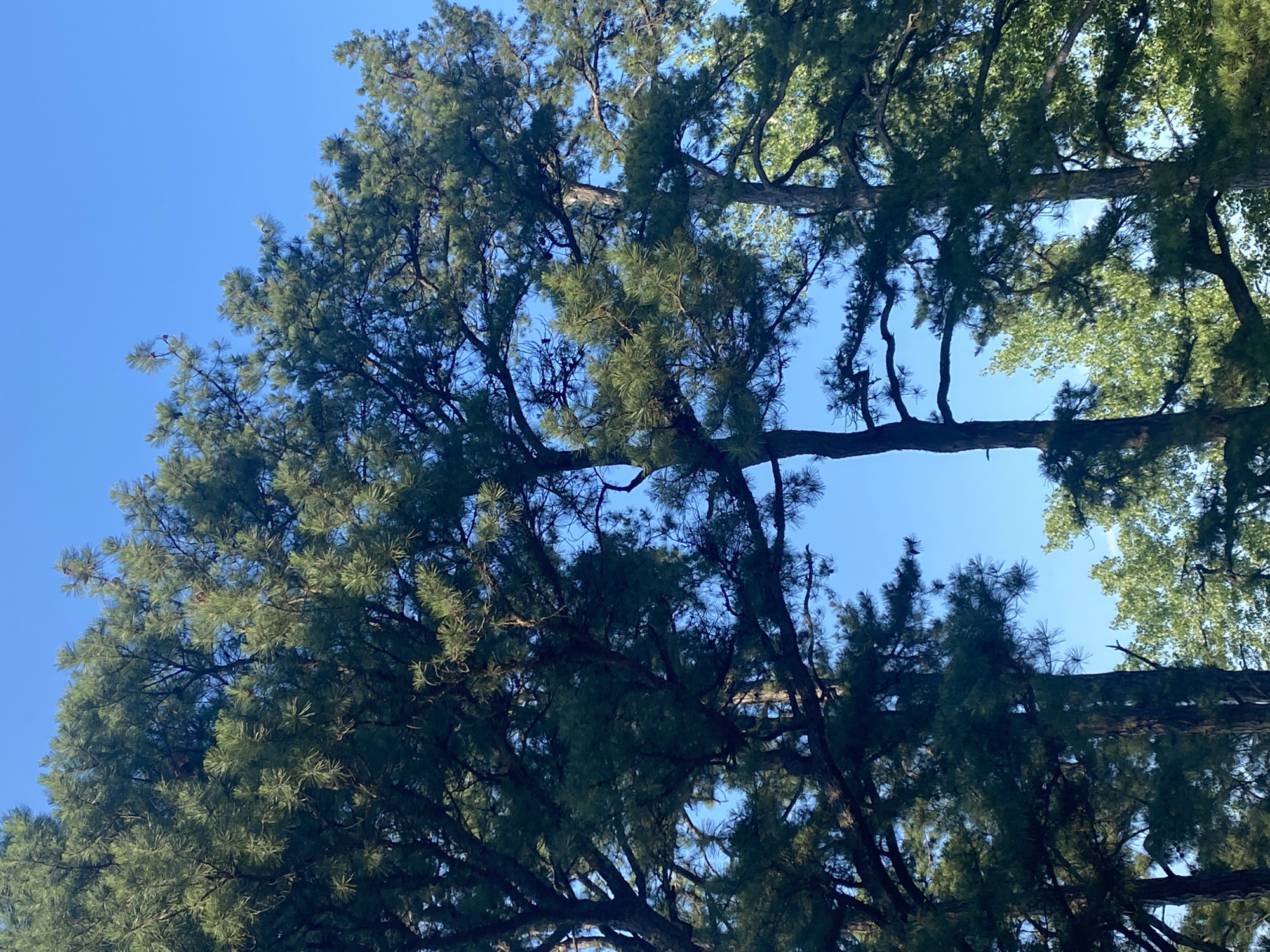 This media file captures a low-angle view looking up through the dense canopy of pine trees against a clear, bright blue sky. The scene is dominated by the dark green needles and thick, gnarled branches of the pine trees, which create a complex, almost abstract pattern against the expanse of the sky. Sunlight filters through the foliage, highlighting some areas with a brighter green and casting others into shadow. The overall impression is one of looking up from beneath a towering forest. The bright blue sky suggests a clear day, likely during daylight hours. There are no visible people, objects, text, or specific event taking place. The provided location context indicates the scene is in the Town of Peru, United States of America.