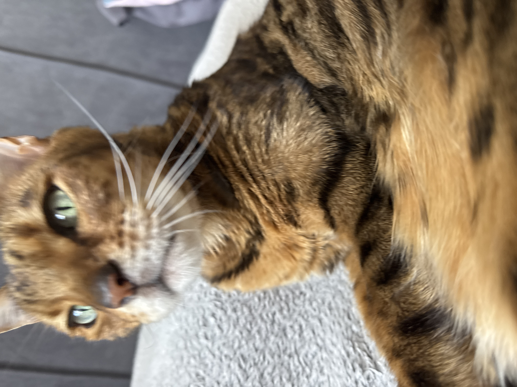 A close-up, angled image shows a Bengal cat reclining on a light gray, textured surface. The cat's face, predominantly in focus, reveals green eyes, white whiskers, and a pink nose. Its fur exhibits a mix of brown and tan tones with dark spots and stripes. The background is slightly blurred, with a hint of gray visible above the cat. The location is Unknown, Unknown.