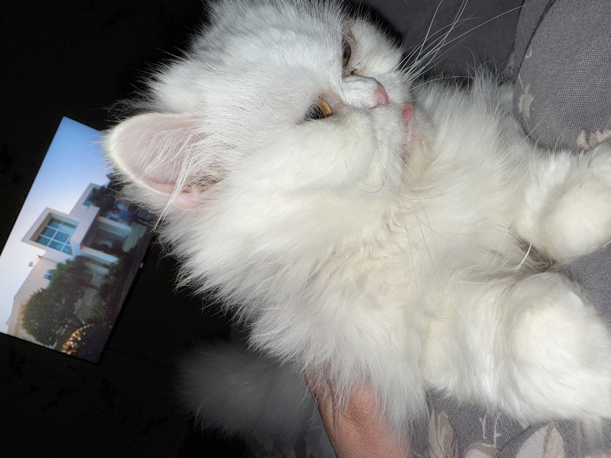 A fluffy white cat lies on gray floral-patterned fabric. Its mouth is slightly open, and its whiskers are prominent. To the left of the cat, there's a photo depicting a modern-style house with blue-tinted windows and landscaping. The lighting in the scene is dim. There is no evidence to show the city of Burgas, Bulgaria.