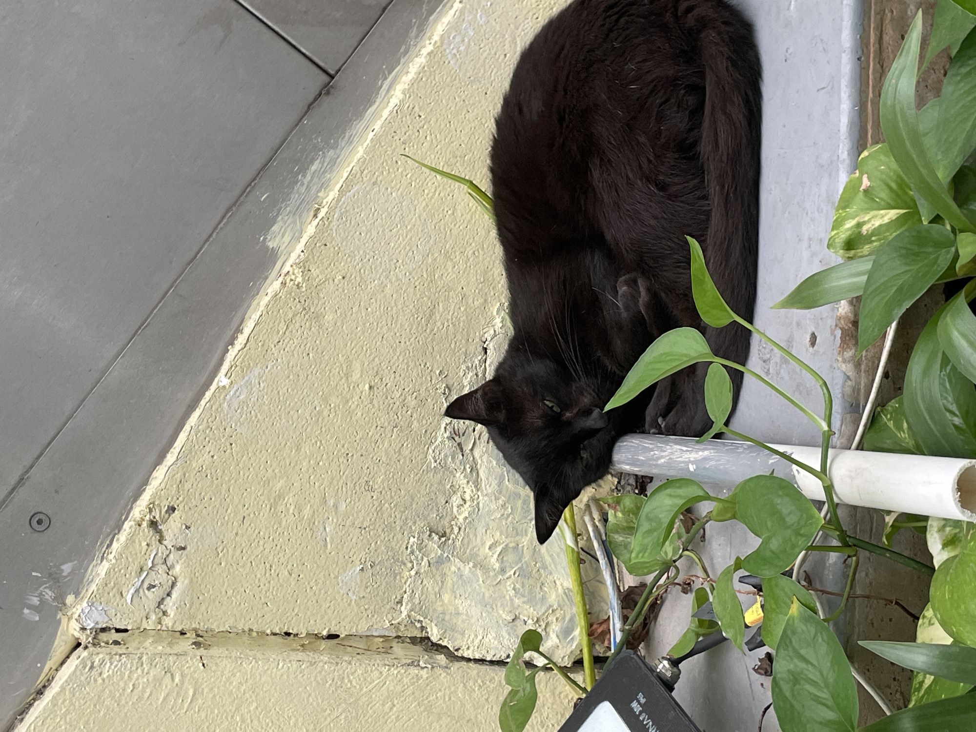 A black cat is sleeping on a grey ledge in front of a yellow, peeling, textured wall. The cat is curled up with its head resting on a grey pipe, and its tail is wrapped around its body. Lush green Pothos plants with heart-shaped leaves are growing around the cat and the pipe. To the left of the cat is a black electrical fixture with a white label. The background shows the junction of the yellow wall and a grey, sloped surface. The overall scene appears to be an outdoor urban setting, possibly in Pampatar, Venezuela.