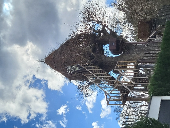The scene, located in São Pedro do Sul, Portugal, depicts a large deciduous tree with bare branches, supporting an elaborate multi-tiered arboreal structure. A prominent conical hut, constructed from dark, woven organic materials, is situated high within the tree's canopy, featuring an open section on one side. A light-toned, wooden staircase with matching railings provides access, winding upwards around the main trunk in a spiral fashion. Mid-level, a dark, rectangular box-like object is affixed to the tree trunk on a small platform. To the lower right, a smaller rectangular platform, also appearing integrated with dark, natural materials, is visible within the tree's structure. In the foreground, a dark green hedge and a black metal fence run horizontally, partially obscuring a light-colored building structure to the lower left. The sky is partly cloudy, displaying patches of blue alongside white and grey cumulus clouds. No individuals are present.
