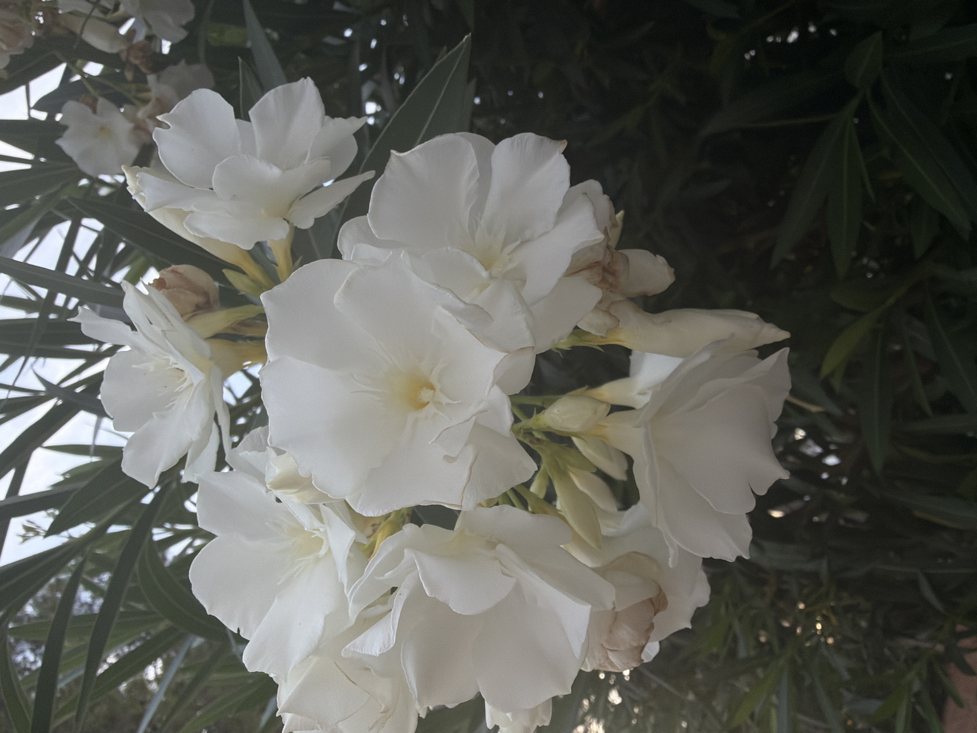 The image shows a close-up view of a cluster of white oleander flowers against a backdrop of dark green foliage and a hazy sky. The flowers are delicate and layered, with soft, ruffled petals. Some of the flowers are fully bloomed, revealing a pale yellow center, while others are in bud or beginning to wilt. The lighting suggests it might be late afternoon or early morning, with a soft, diffused light. There are no people or animals visible in the image. The scene is likely a garden or natural area, and given the prompt's information, it is located in Palmanova, Spain.