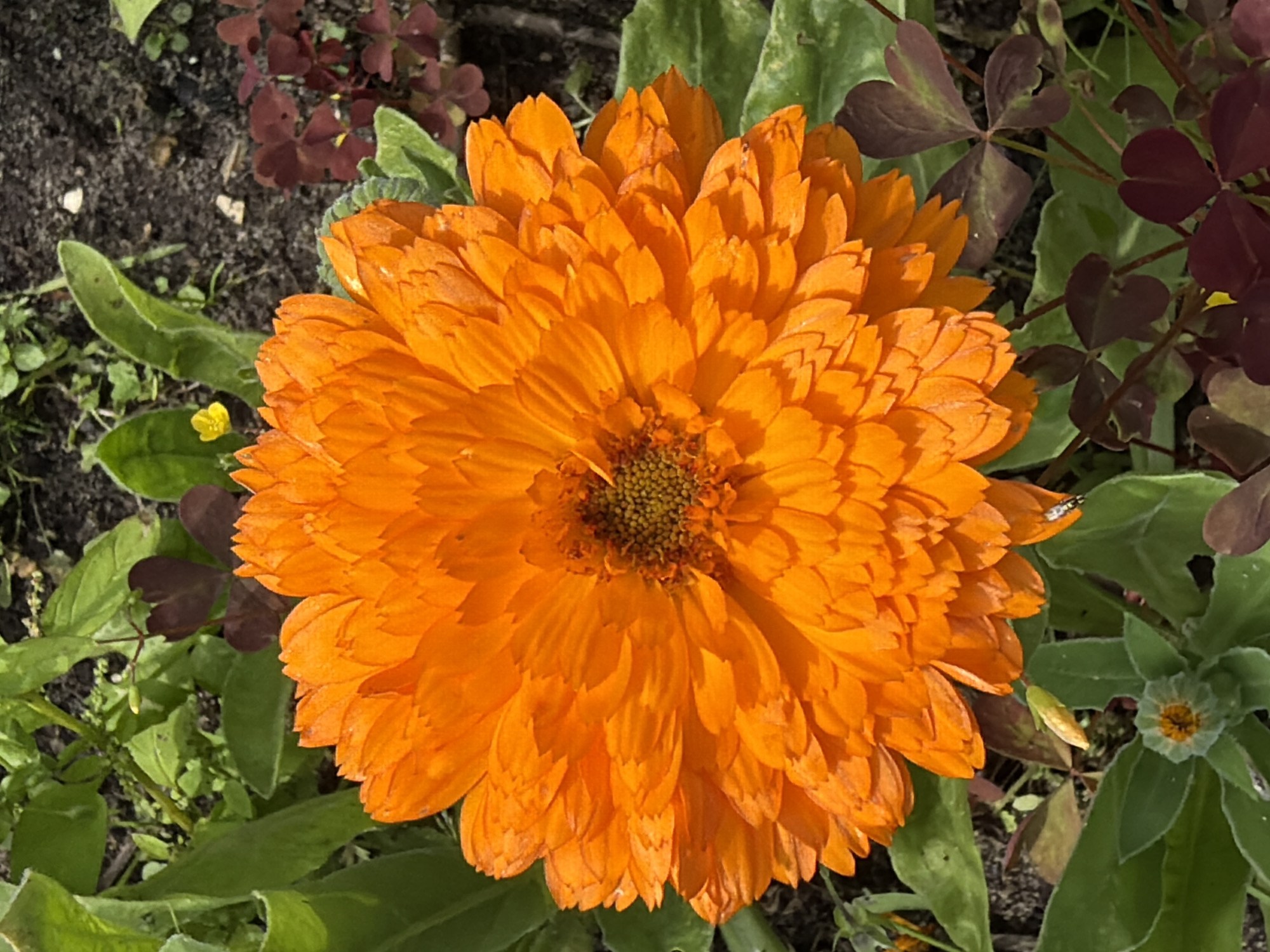 A single, bright orange flower with many layered petals dominates the center of the frame. The flower has a dark, textured center. Surrounding the flower is a garden environment with green leaves and dark soil. Small, dark red clover-like leaves are visible to the right of the flower. A tiny yellow flower is present in the upper left quadrant. The image appears to be a close-up, naturalistic photograph taken outdoors. The location is identified as Pokrov, Russia.