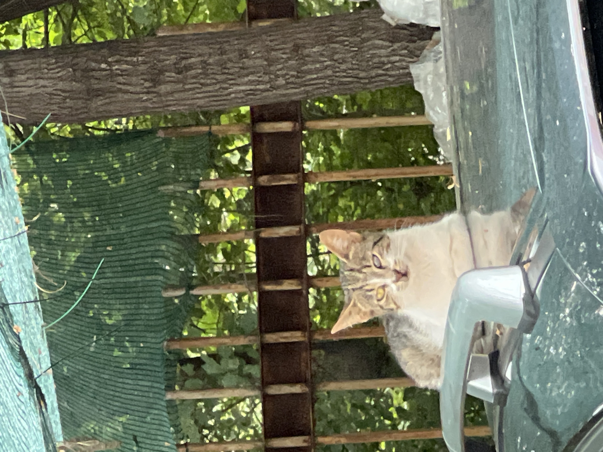 A tabby cat with white fur on its chest and face is lying on the hood of a dark green car. The cat has one yellow eye and one clouded eye, with its head tilted slightly. Behind the cat is a rusty metal fence with vertical posts and horizontal bars, obscured by lush green foliage and trees. A green mesh screen is draped over the fence in the background. The scene appears to be outdoors, possibly in a residential area or park, with the natural light suggesting it is daytime. The context does not provide specific information about Plovdiv, Bulgaria, but the scene depicts a common urban or suburban environment.