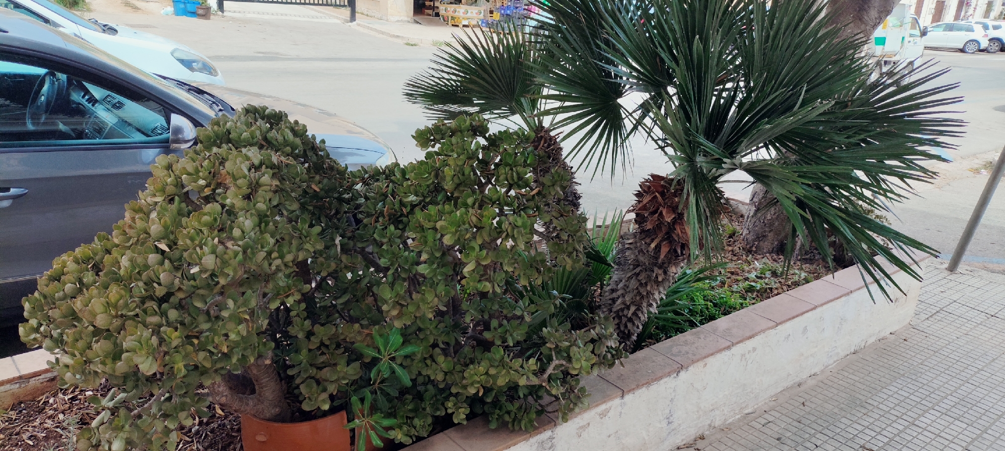 The image captures a street-level view in San Vito Lo Capo, Italy, with a focus on the foreground vegetation and parked vehicles in the background. A large, leafy jade plant in a terracotta pot is prominent on the left, partially obscuring a grey car. To the right, two palm trees with weathered trunks and green fronds stand behind a low, cream-colored wall. Beyond the vegetation, a white car and a white van are parked on a paved street, with a shopfront visible in the distance. The ground in the foreground consists of a tiled walkway and scattered mulch around the plants. The lighting suggests it is daytime.