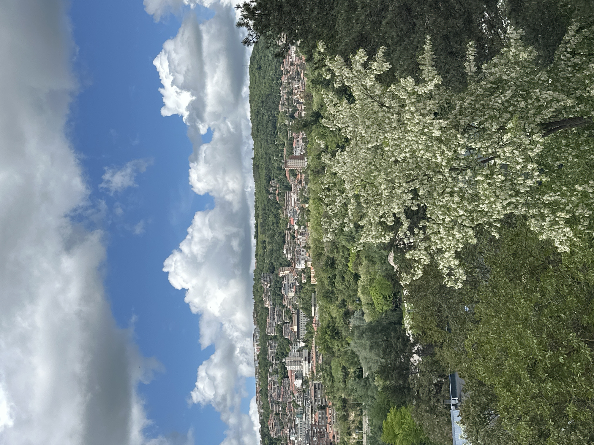 The image depicts a cityscape on a hillside, likely Veliko Tarnovo, Bulgaria, based on the architectural style and geography. The hillside is densely populated with buildings, a mix of residential and commercial structures, intermingled with trees. A large tree with white blossoms is prominently featured in the foreground. The sky is blue with cumulus clouds.