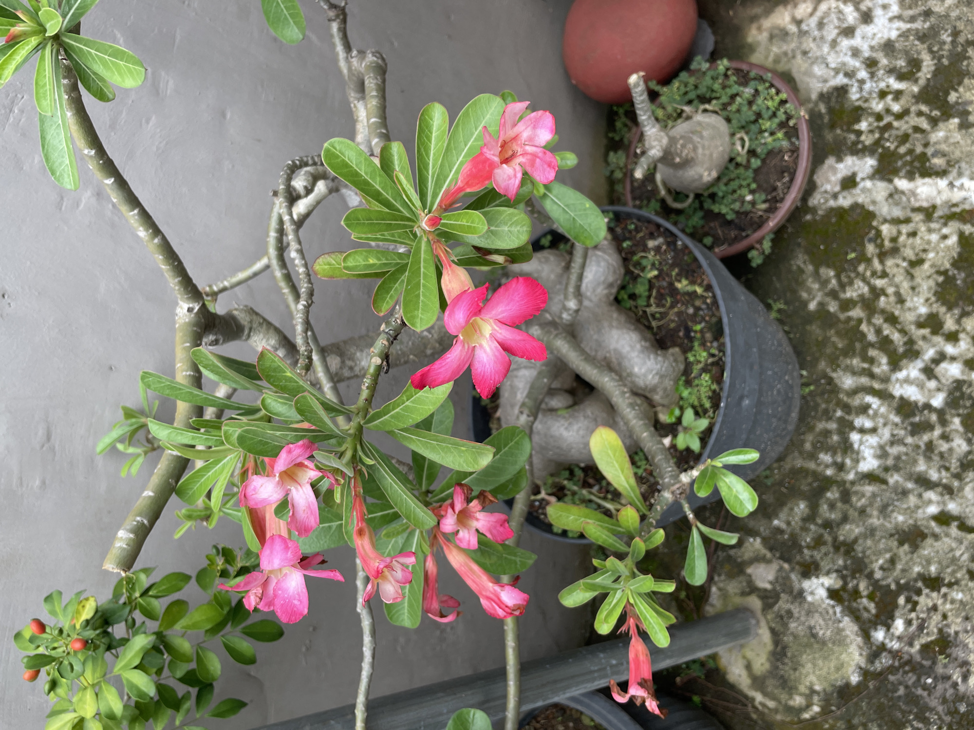 In the city of Pekalongan, Indonesia, a close-up shot captures a vibrant desert rose plant with bright pink flowers. The plant's thick, gnarled branches are adorned with lush green leaves, and several pink blossoms are in various stages of bloom, some fully open and others still budding. To the left, a separate plant with small green leaves and red berries is partially visible. The desert rose is potted in a black container, which sits on a weathered, textured concrete surface. In the background, a gray wall provides a neutral backdrop. To the right of the main plant, a smaller pot contains a miniature desert rose, its bulbous base visible above the soil, surrounded by dense green ground cover. A smooth, reddish-brown, spherical object is also present in this area. The scene appears to be an outdoor setting, possibly a garden or patio, characterized by the natural light and the surrounding elements.