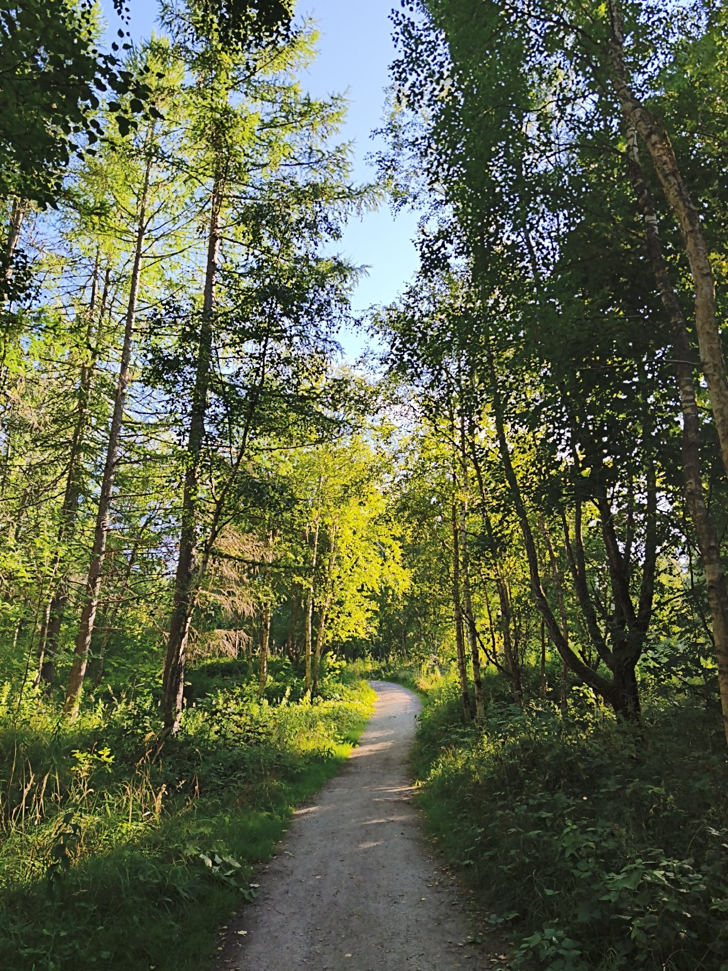 A narrow, unpaved path winds through a dense forest in Maardu, Estonia. The path is made of gravel and dirt, with grass and undergrowth encroaching on its edges. Tall trees with lush green foliage line both sides of the path, with sunlight filtering through the canopy, casting dappled shadows. The overall impression is one of natural serenity and quiet seclusion.