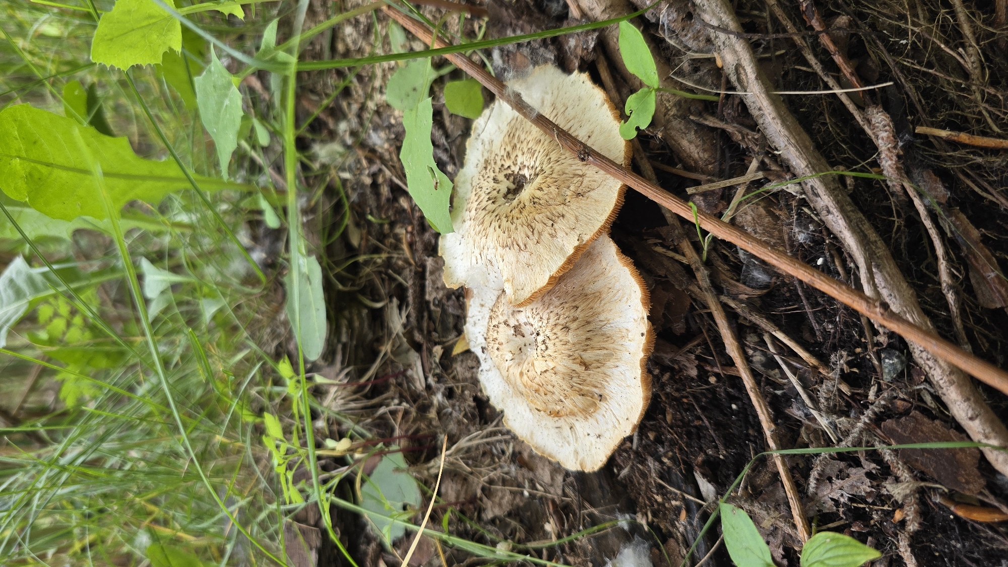 This vertical, close-up image presents two fungi amidst natural ground cover, located in Kyiv, Ukraine. The mushrooms, roughly circular to irregular in shape, measure approximately 4 to 6 inches in diameter. Their caps are primarily off-white to cream-colored, characterized by a textured, scaly, and darker brown central depression or area. The outer margins of the caps are notably smoother and whiter, contrasting with the rougher interior. The visible edges hint at a brownish-orange color on their undersides, suggesting the nature of their hymenium.
They are situated on what appears to be a forest floor or a dense, natural setting. To the left and upper parts of the frame, a vibrant green expanse of leaves and grass provides a lush backdrop, with some foliage slightly blurred. A slender, light brown branch extends diagonally over the upper fungus. The area surrounding and below the fungi is composed of dark soil, dry twigs, and various pieces of woody debris. The scene is illuminated by soft, diffuse daylight, indicating either an overcast sky or a deeply shaded spot. There is no discernible activity or visible text in the image.
