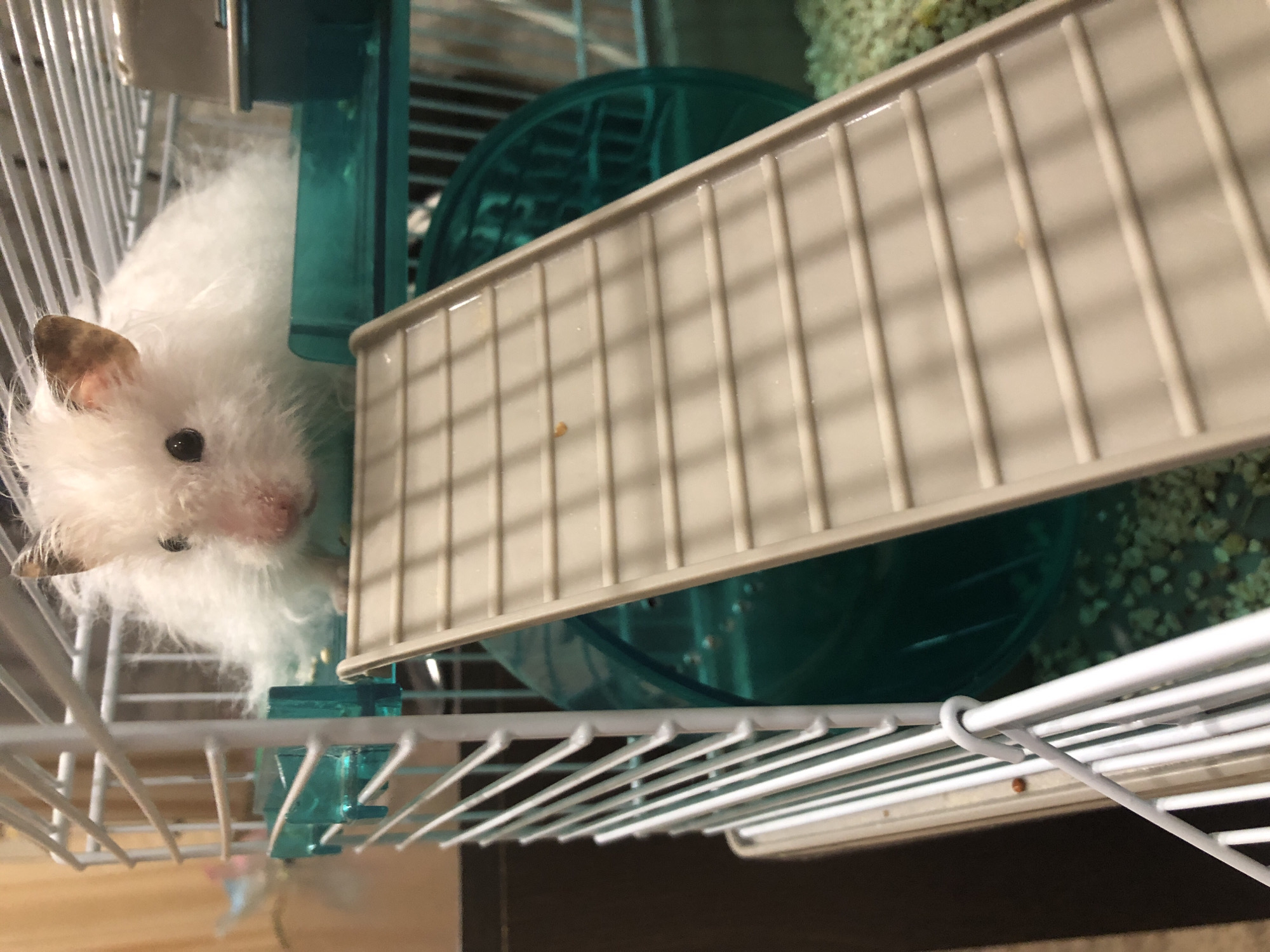 A fluffy white hamster is in a multi-level cage. The hamster is positioned on the top level, looking towards the viewer. A beige ramp leads down from the top level to a lower level. A green plastic wheel is visible on the lower level. The cage is filled with light-colored bedding material. The background is blurred, showing a wall and possibly curtains. There is no indication of the location within the city of Solikamsk, Russia.
