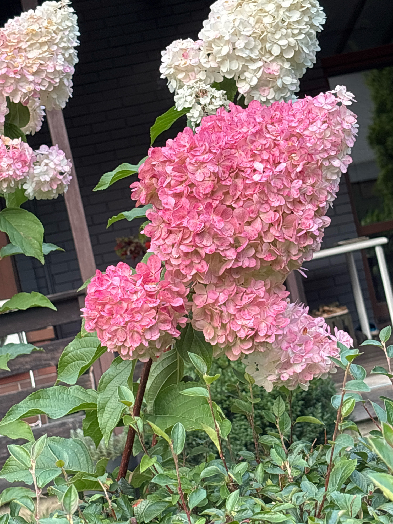 The image shows a close-up of pink hydrangeas in bloom. The flowers are clustered in large, cone-shaped panicles. The petals are a vibrant pink, with some hints of lighter pink and white. The hydrangeas are surrounded by lush green foliage. In the background, a wooden railing and a dark brick wall are visible, suggesting an outdoor setting, possibly a garden or patio area. The lighting suggests it is daytime, with soft, diffused light. No people or specific actions are depicted. The image is devoid of any specific indicators that would allow for geolocation to Новоархангельское, Russia; it is a general horticultural scene.