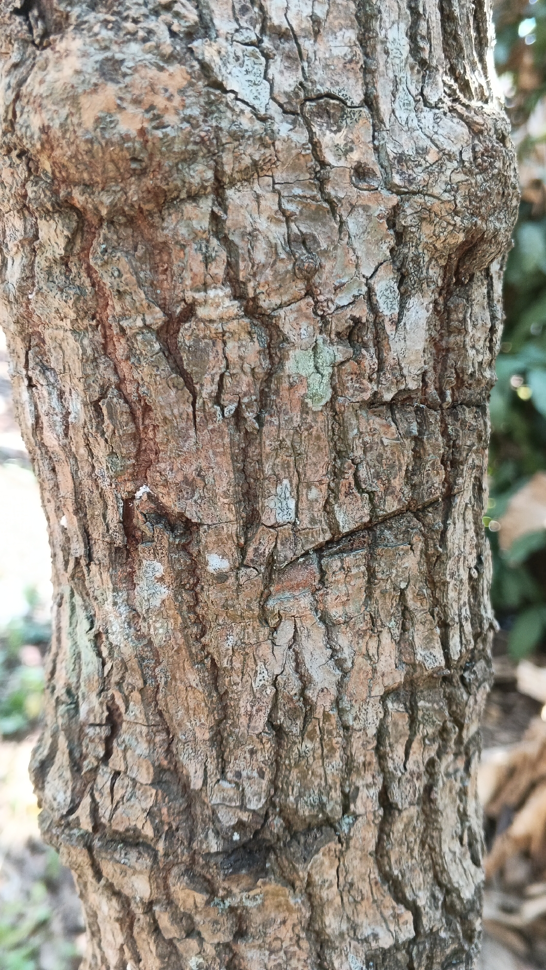 The image is a close-up, vertical shot of a tree trunk with textured, rough bark. The bark displays a mixture of brown, gray, and some greenish-blue hues, suggesting the presence of lichen or moss. The texture is deeply fissured with prominent cracks and ridges, creating a rugged surface. The lighting appears to be natural, highlighting the intricate details of the bark. The background is softly blurred, with hints of green foliage and possibly some dry leaves or debris on the ground, indicating an outdoor environment. The image does not depict any people, animals, or specific actions. The location in Karangjati, Indonesia is not visually discernible from the image itself, as it focuses solely on the tree bark.