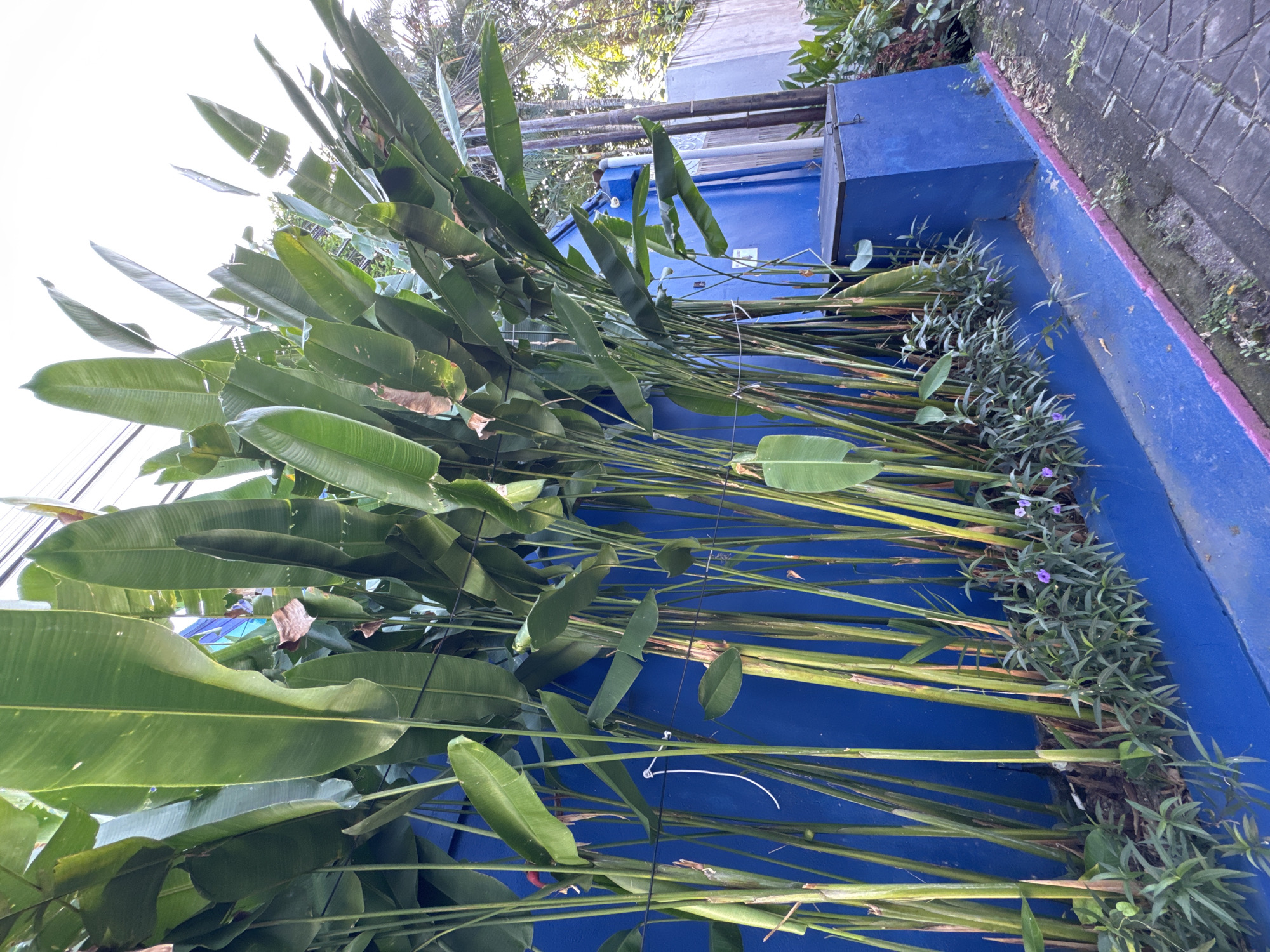 The image shows a blue, rectangular planter box in Kuta, Indonesia, filled with Heliconia plants that have long, green leaves and stems, placed in rows, mostly horizontal in orientation. A patch of smaller, green plants with small purple flowers are planted along the far side of the planter. The corner of a stone wall and part of a metal enclosure are visible along the top edge of the planter.