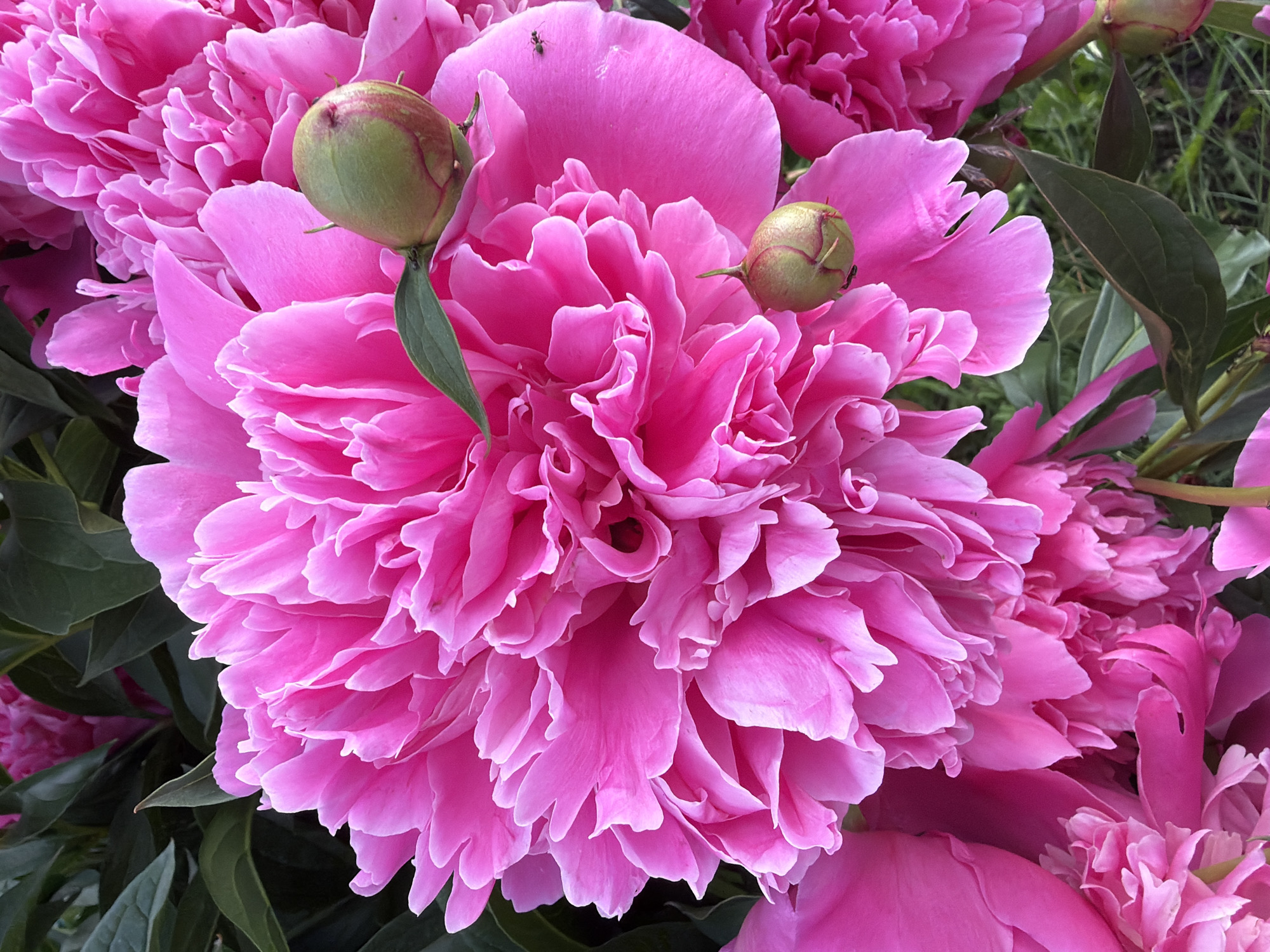 A large, fully bloomed vibrant fuchsia peony flower dominates the center and left of the frame, characterized by its dense arrangement of ruffled, deep pink petals. To the right, a second, partially visible fuchsia peony is present. Two ovate, unopened flower buds, pale green with subtle reddish-pink striations, are visible in the upper and lower right sections of the image. Dark green, ovate leaves provide a contrasting backdrop, particularly in the upper left and around the flowers. One small, dark ant is positioned on an upper-right petal adjacent to the upper bud, and another smaller ant is observed on the lower bud. The scene depicts a close-up of these flowers in an outdoor garden environment, located in the city of Unknown, Unknown.