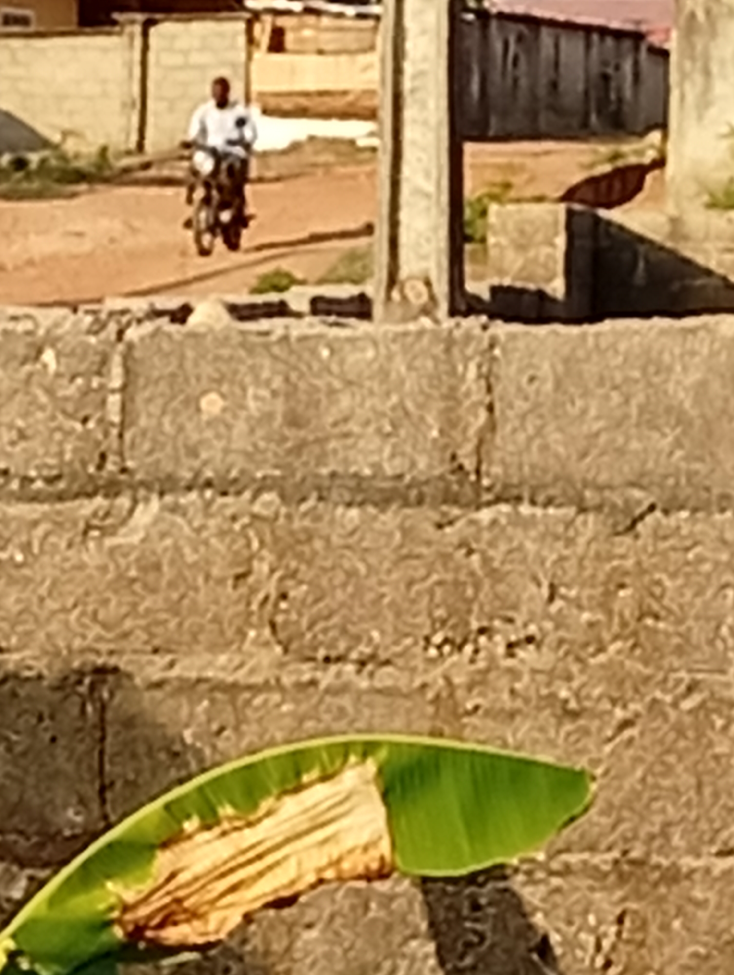 The image depicts a scene in what appears to be an urban area of Unknown, Unknown. In the foreground, there's a concrete block wall, partially obscured by a banana leaf, some of which appears to be browned or dead. Behind the wall, through an opening perhaps in another wall or building, a person is riding a motorcycle on a dirt road. The rider is wearing a light-colored shirt. The background shows buildings and possibly additional structures.