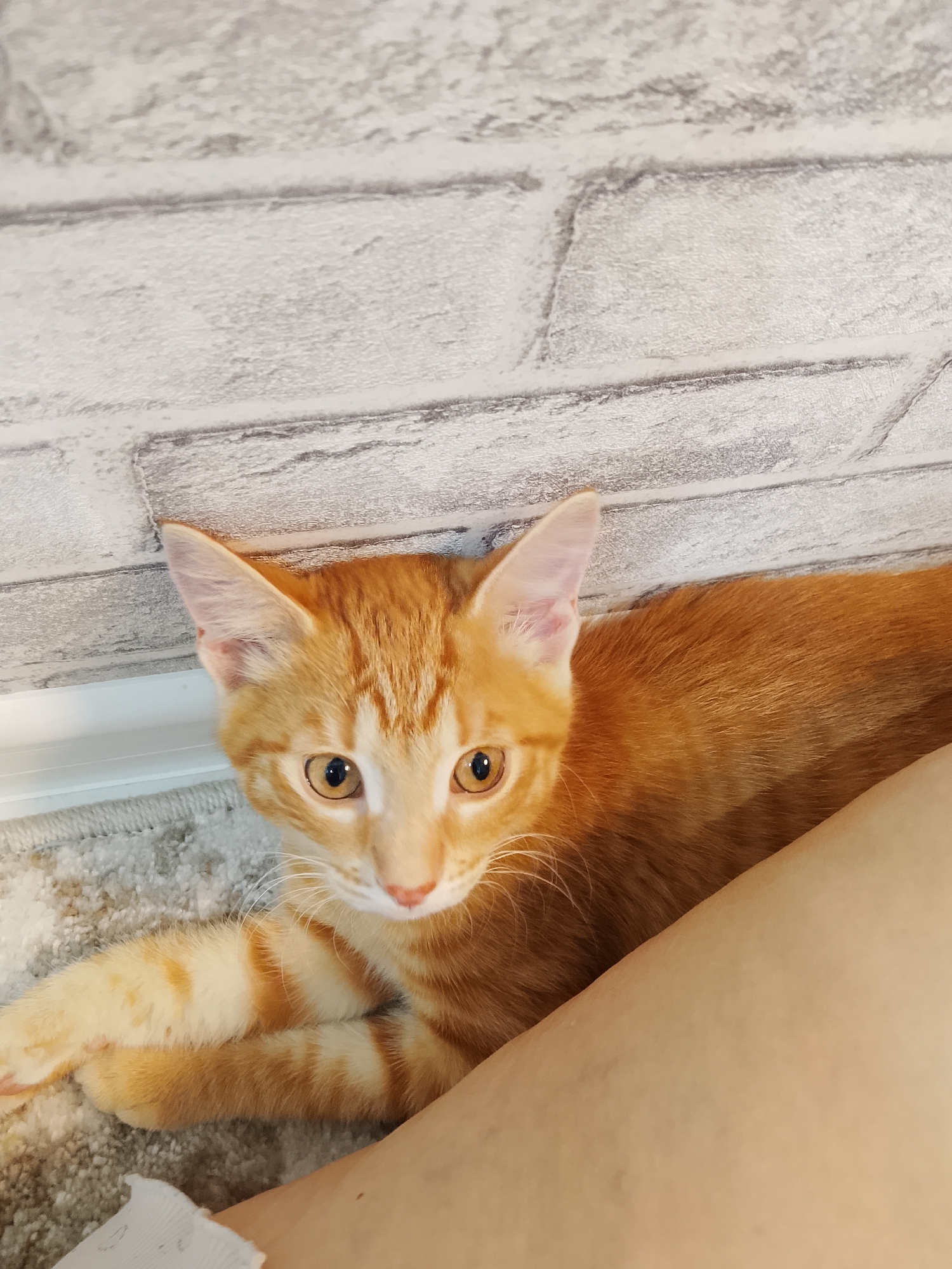 An orange tabby kitten lies on a textured gray rug in front of a light gray brick-patterned wall. The kitten's paws are crossed in front of its body, and its head is tilted slightly. Its large amber eyes are looking directly at the camera, and its ears are perked forward. A portion of a human leg, covered by light-colored skin, is visible in the lower right corner of the image, positioned diagonally and partially obscuring the kitten's body.