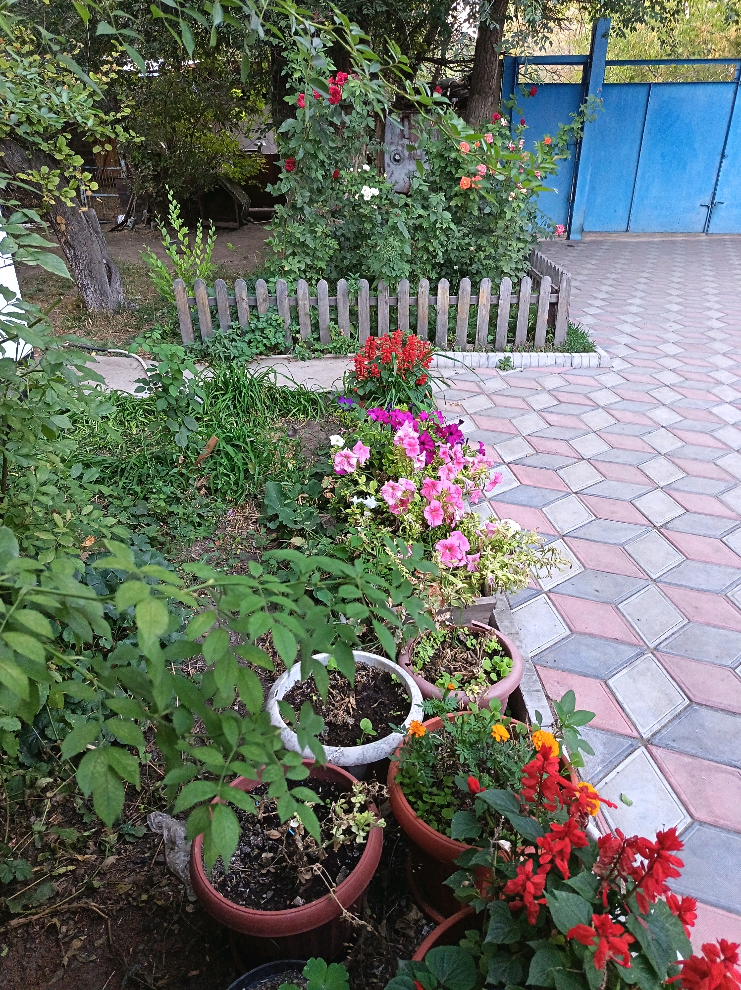 In the city of Altinemel, Kazakhstan, a photograph captures a quaint garden scene. In the foreground, several potted plants are arranged, some with vibrant red flowers, others with lush green leaves. A low, rustic wooden fence encloses a patch of greenery, separating it from a paved walkway. The walkway is adorned with a patterned arrangement of square tiles in shades of pink and gray, creating a visually engaging surface. Beyond the garden, a large blue gate stands open, hinting at further grounds or a private area. The overall impression is one of a well-maintained outdoor space, possibly a backyard or a communal garden area.