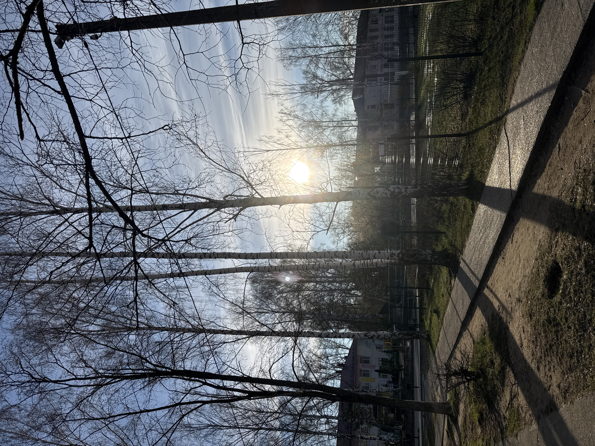 The image depicts an outdoor urban or suburban scene, likely in Chaikovsky, Russia, characterized by a bright, low-angled sun, suggesting either early morning or late afternoon. The sun, positioned towards the left of the frame, casts long, dark shadows across the ground to the right.
The scene features numerous tall, deciduous trees, mostly bare of leaves, indicative of late winter or early spring. Several prominent trees with distinctive white, peeling bark, resembling birches, stand along the pathways. Their slender trunks and intricate networks of branches create dark silhouettes against the pale blue sky, which contains faint, wispy cloud streaks.
In the foreground and midground, a paved walkway runs alongside a dirt path, both reflecting the sunlight. To the right of these paths is an area of dry grass and dirt. A fence stretches horizontally in the midground, separating the immediate area from the background.
Beyond the fence, residential buildings, possibly apartment blocks, are visible. In the upper left portion of the image, a utility pole or streetlight pole is present, with what appears to be a security camera attached to it. No people or specific activities are depicted, contributing to a tranquil and still atmosphere. There is no visible text in the image.