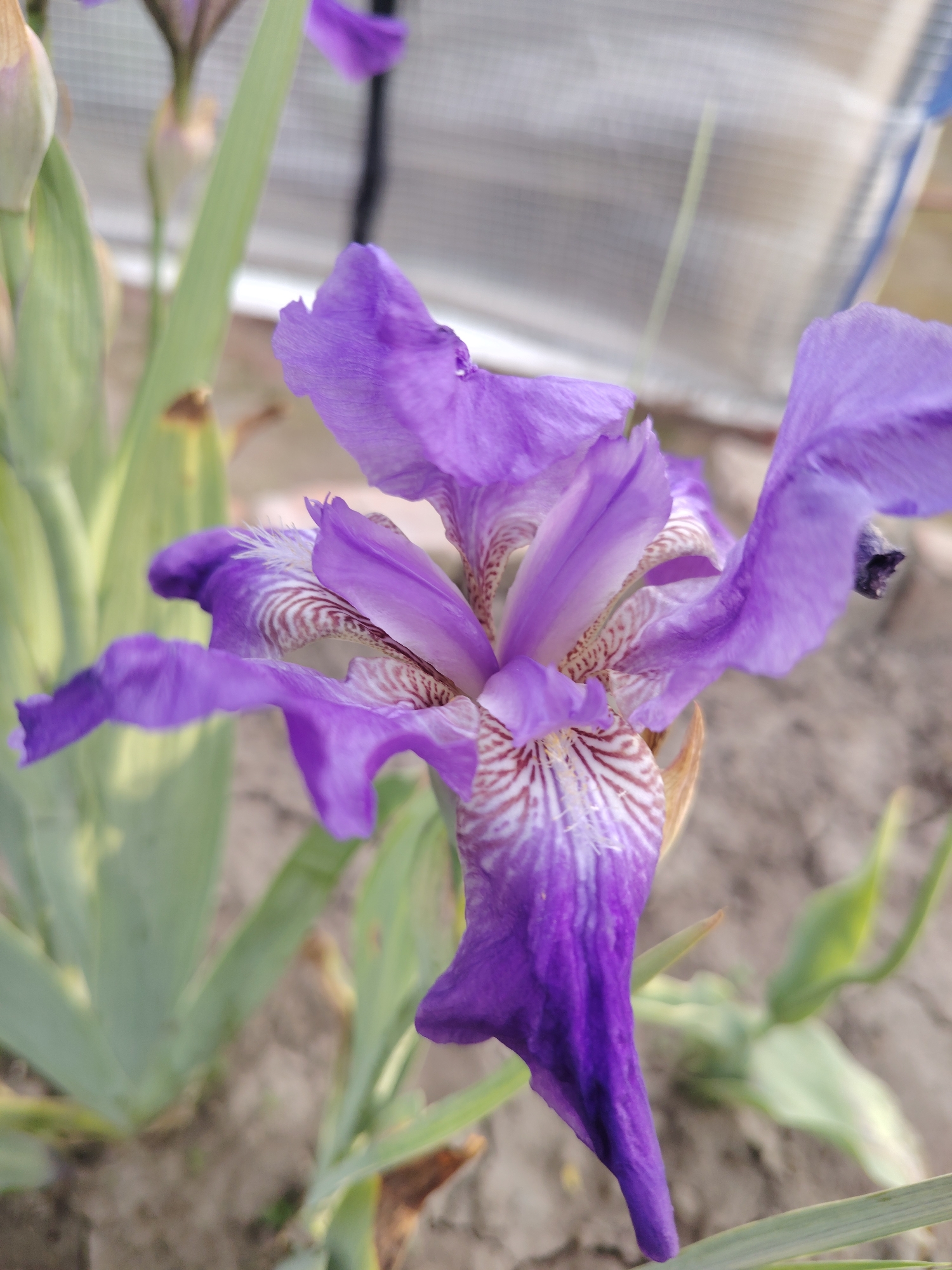 A vibrant purple iris flower, blooming in an outdoor setting, dominates the center-right of the frame. The flower exhibits rich violet petals; the lower falls feature distinct white and reddish-brown linear striations radiating from the throat, while the upper standards are solid purple. Green, sword-shaped foliage of the iris plant is visible in the midground, with an unopened bud present in the upper left quadrant. The ground beneath the plant consists of dry, light brown soil. The background is significantly out of focus, revealing a light-colored, possibly translucent structure with a discernible grid pattern in the upper right, suggesting a greenhouse or similar enclosed agricultural facility. No human presence or specific actions are depicted. The scene is located in Unknown, Unknown.
