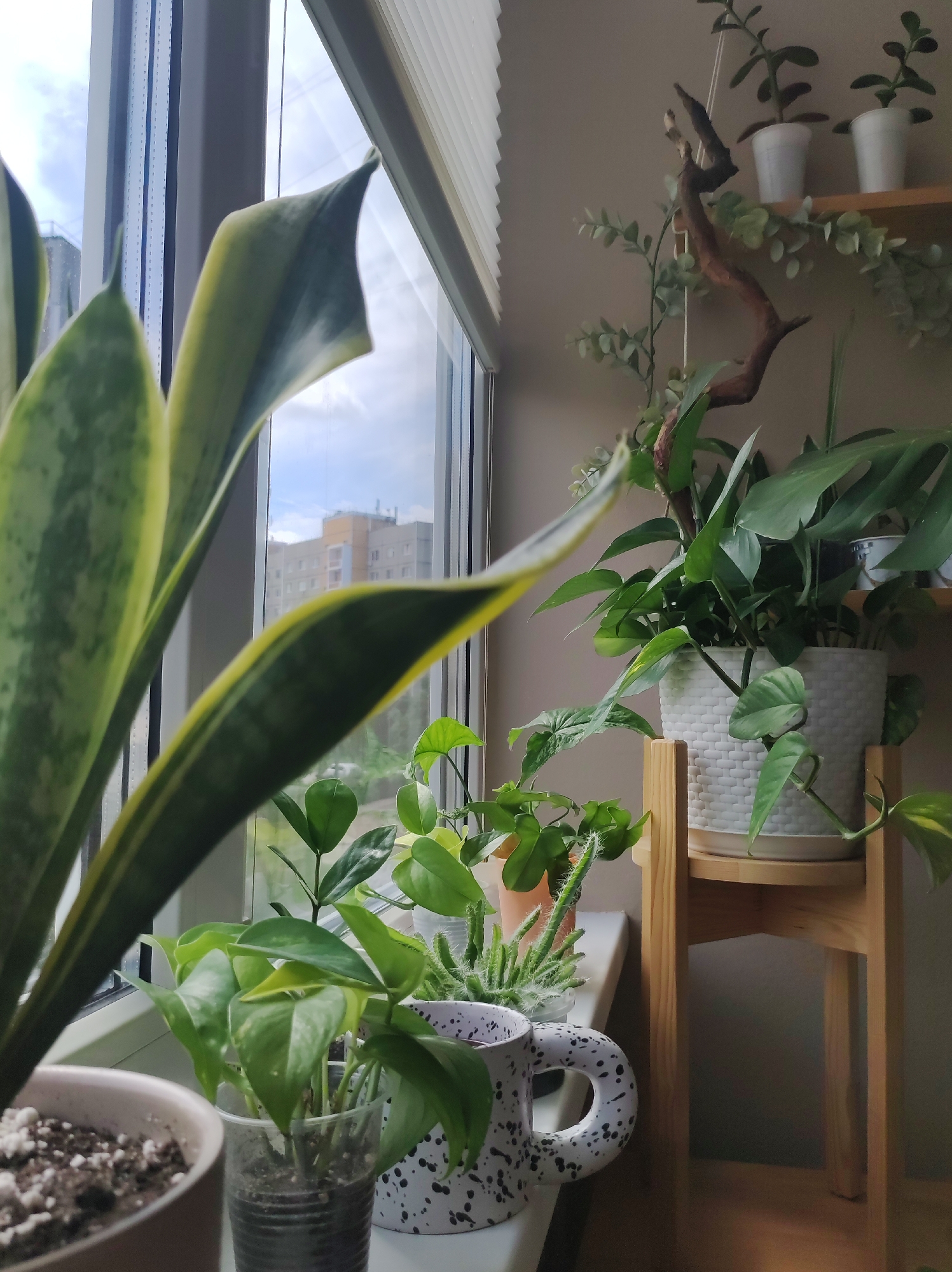 The image shows a collection of houseplants on a windowsill, with a view of a city skyline in the background. The plants are of various species, including snake plants, pothos, and a jade plant. Some plants are in terracotta pots, while others are in ceramic or plastic containers. The windowsill itself appears to be made of white material. The background shows a cloudy sky and several buildings, including a tall, light-colored structure with yellow accents. The scene is brightly lit, suggesting it is daytime.
The city skyline in the background is consistent with the general appearance of buildings in Chaikovsky, Russia. However, without more specific landmarks or architectural details, it is impossible to definitively confirm the location. The plants and windowsill arrangement suggest an indoor residential setting. No people are visible in the image, and there are no overt actions or interactions taking place. The overall impression is one of domestic tranquility and a love for indoor gardening.