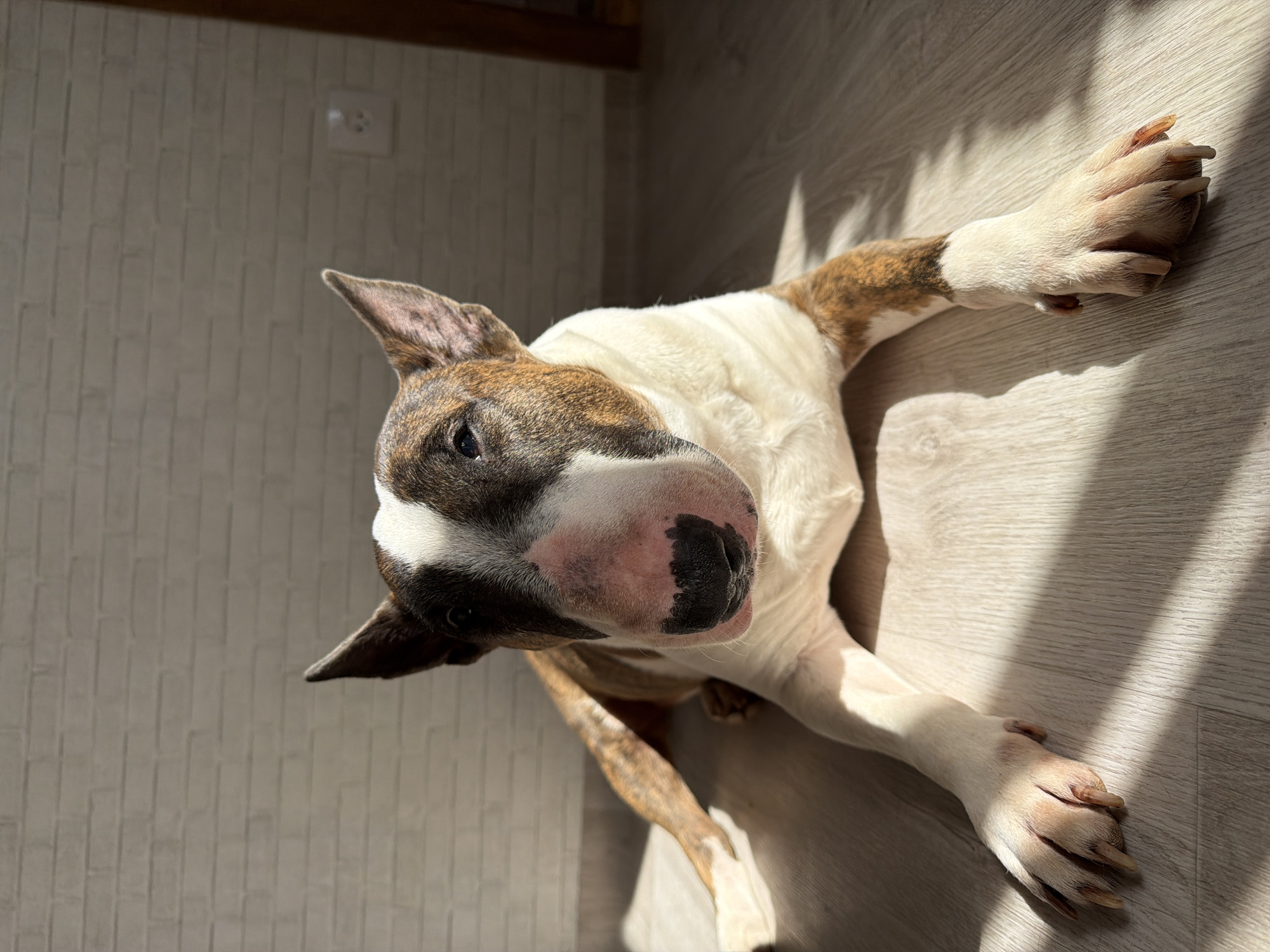 A tan and white Bull Terrier dog is lying on its side on a gray wooden floor in a room. The dog is mostly white, with brown brindle markings on its head, ears, and front legs. The dog's head is tilted upward toward the camera, showing its black nose and partially visible teeth. The room has a white brick wall with a power outlet. The location is in Chaikovsky, Russia.