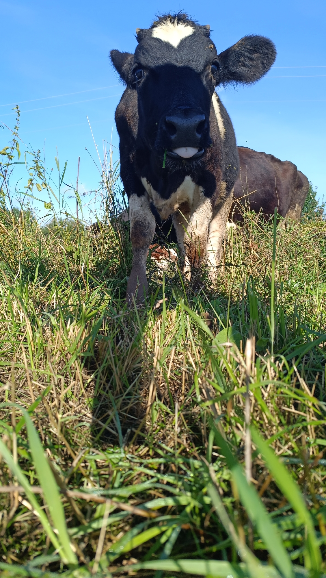 A black and white cow with its tongue sticking out stands in a field of tall green grass under a clear blue sky. The cow is facing the camera, and its front legs are mostly hidden by the grass. Another cow is visible behind the first one, with its body in profile. The scene appears to be in a rural area, possibly a pasture or a farm. The image was taken in the city of Karsha, Russia.