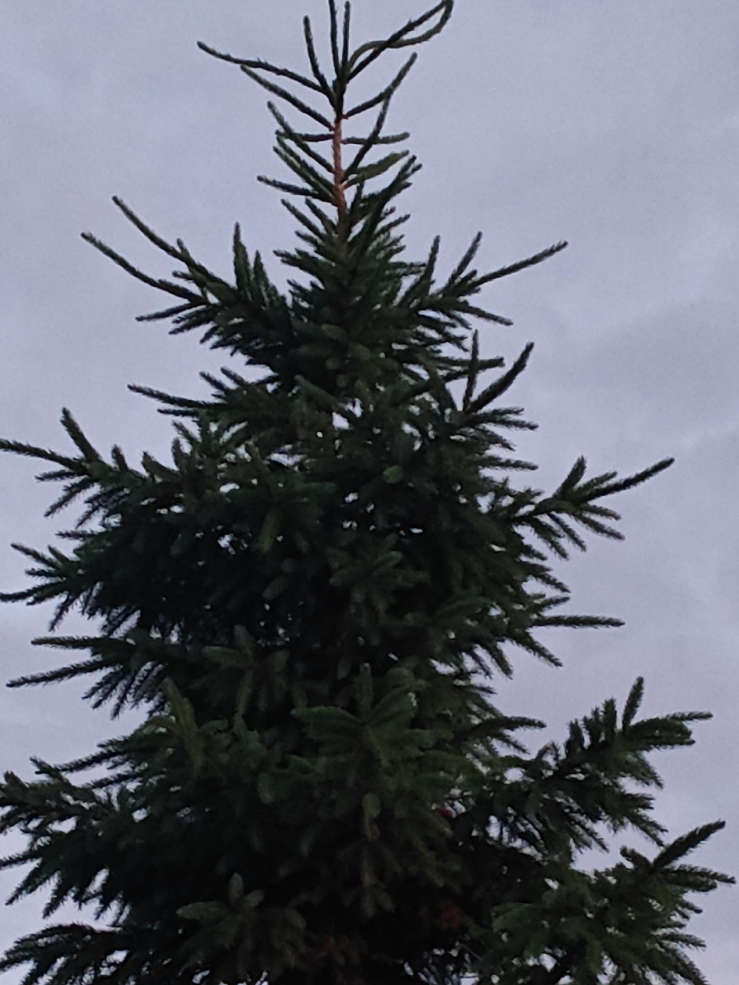 An extreme close-up shot captures the top portion of a dark green evergreen tree against a dull, overcast sky. The tree's branches, adorned with numerous needles, extend outwards and upwards. The sky is a uniform gray, lacking any discernible features.