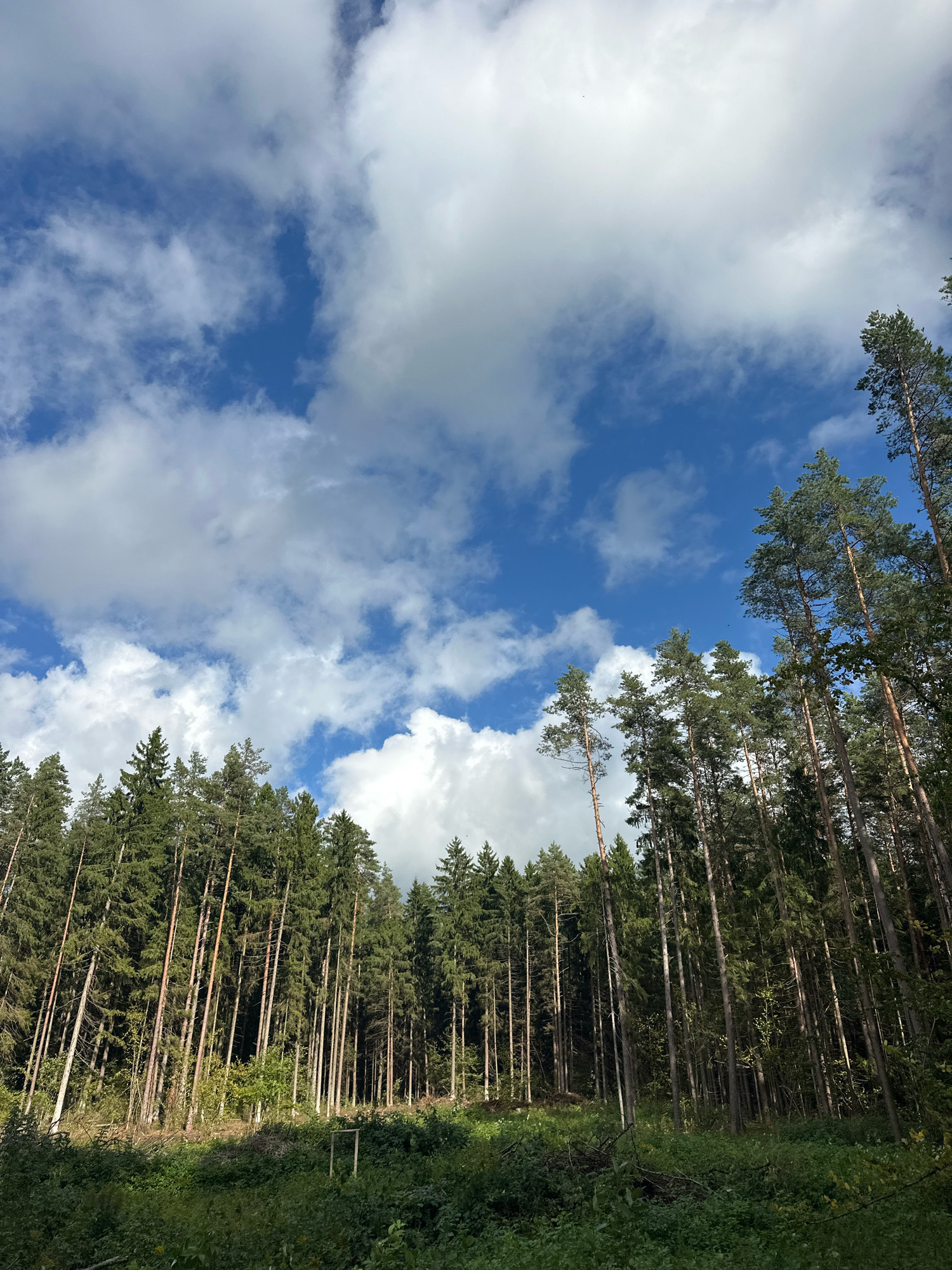 The image shows a view of a dense forest with tall pine trees reaching towards a blue sky with scattered white clouds. The foreground features a clearing with green undergrowth and fallen branches. A small, rectangular frame is visible in the clearing. The forest is located in the Калодзішчанскі сельскі Савет, Belarus. The scene is natural and appears to be an outdoor environment. There are no people or animals visible in the image.