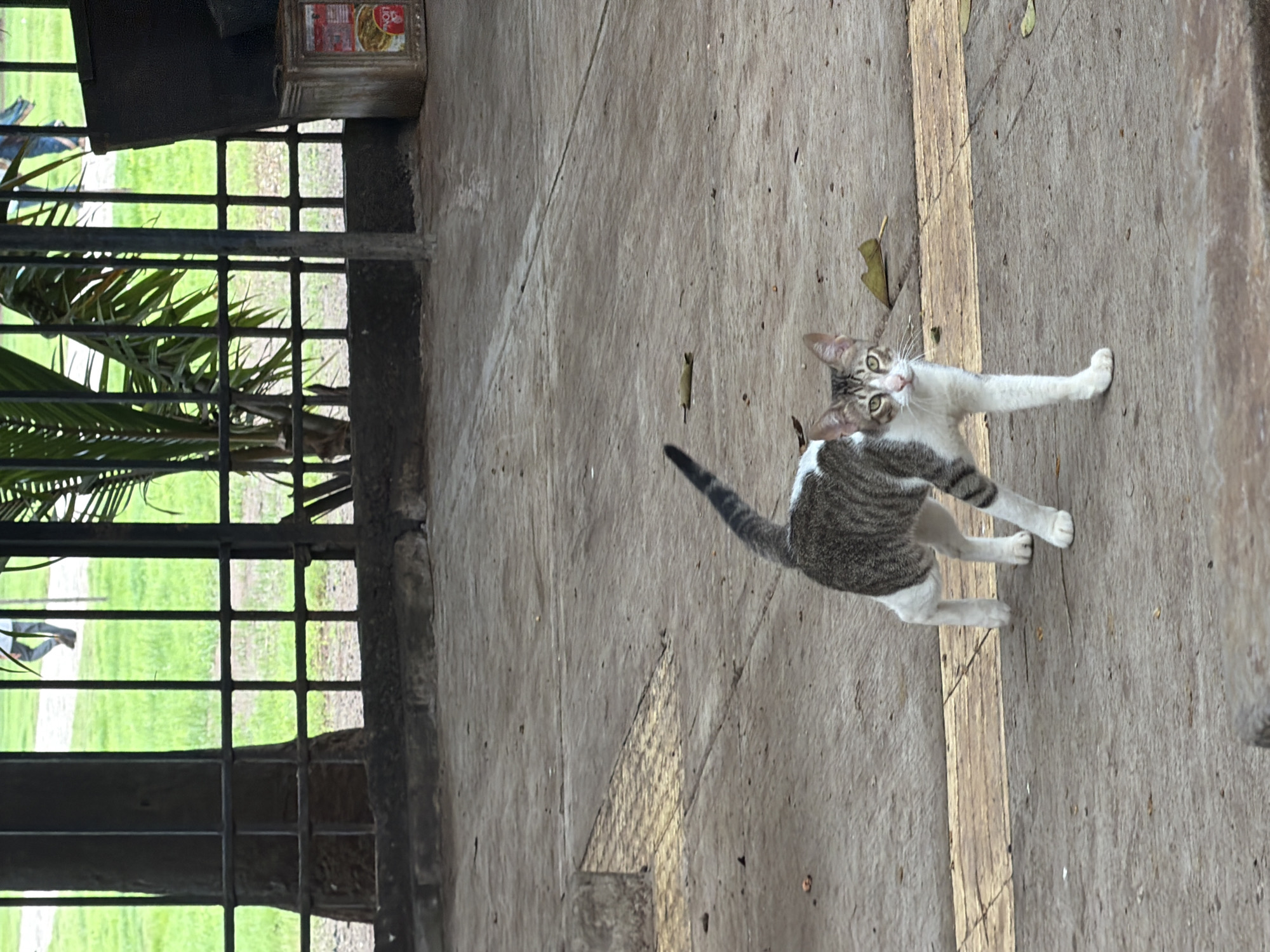 A tabby and white cat stands on a paved walkway in what appears to be an urban park or public space. The cat is looking directly at the camera with green eyes and has a striped tail. In the background, a black metal fence encloses a grassy area with palm trees. To the far right of the image, there is a weathered metal container. The scene is captured during the day with natural lighting. The location is identified as Mumbai, India, based on external information.