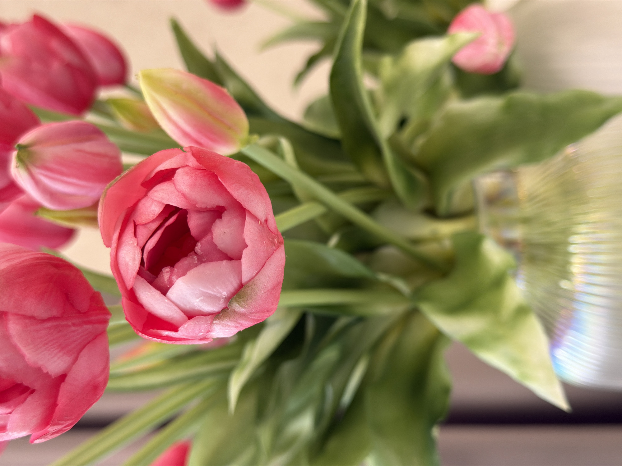 A close-up shot shows a bouquet of pink tulips in a clear, ribbed vase. The tulips are in various stages of bloom, with some fully open and others still budding. The foreground is dominated by a partially opened tulip, revealing its delicate pink petals. The background is softly blurred, with hints of green leaves and other pink blossoms. The vase refracts light, creating a rainbow effect at the bottom of the image. The overall impression is one of freshness and natural beauty. The image appears to have been taken indoors, with soft lighting. The city and country are unknown.