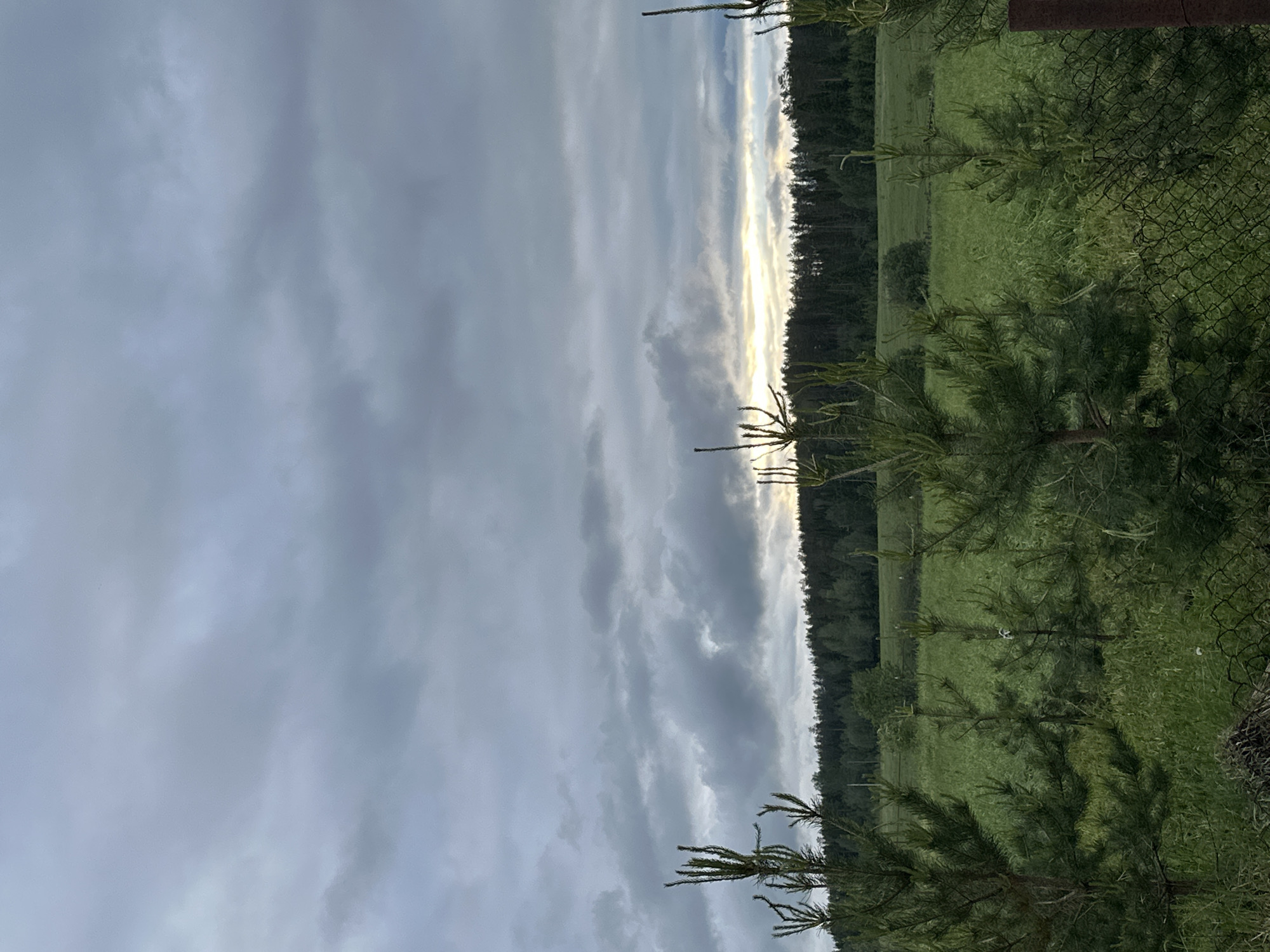 The image depicts a view of a landscape in Среднее Кечево, Russia, possibly taken from a residential area. The left side of the frame is dominated by a gray, cloudy sky. The right side shows a green field bordered by a dense line of trees. A wire fence runs along the edge of the field, and several young pine trees are visible in the foreground. The horizon line is obscured by a thin strip of sunlight filtering through the clouds. No people or animals are readily visible.